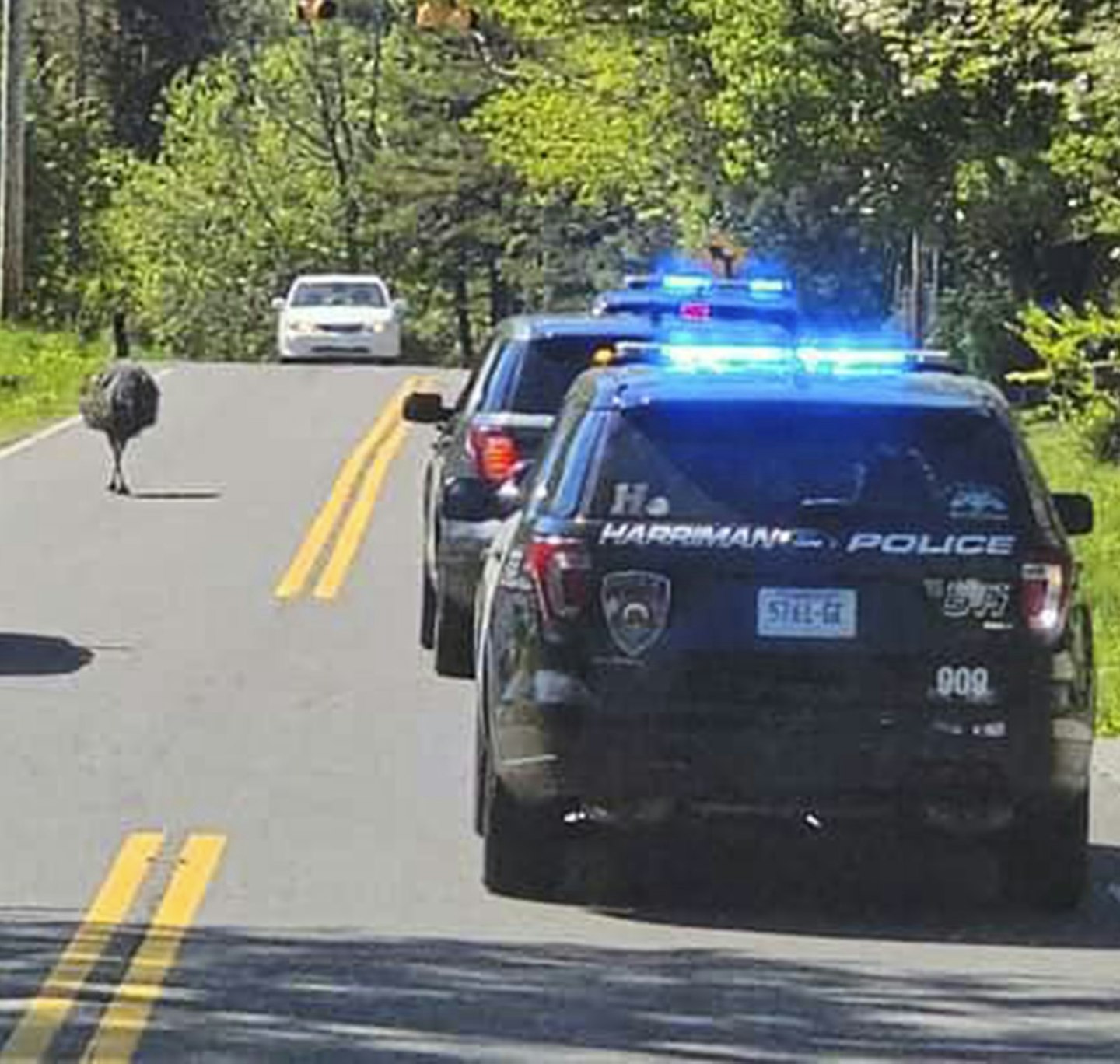 Emu police chase