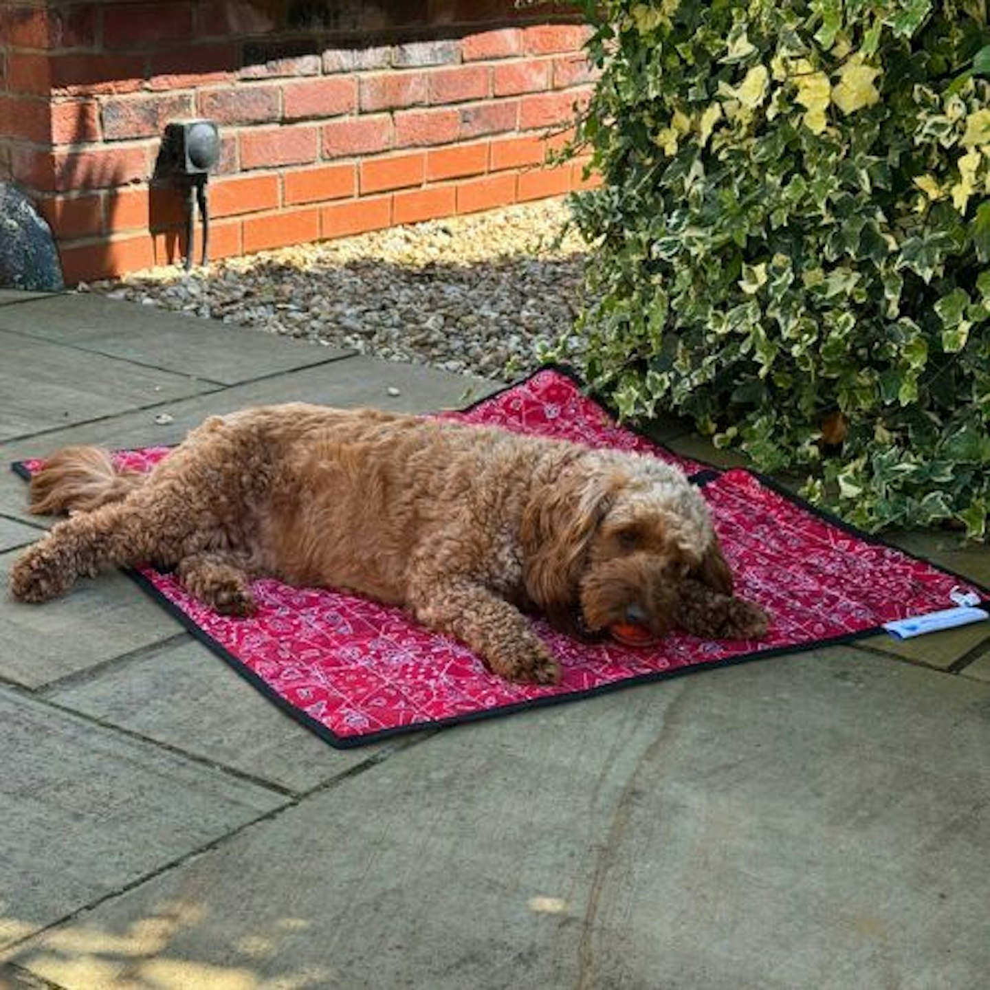 Aqua Coolkeeper Pet Cooling Mat