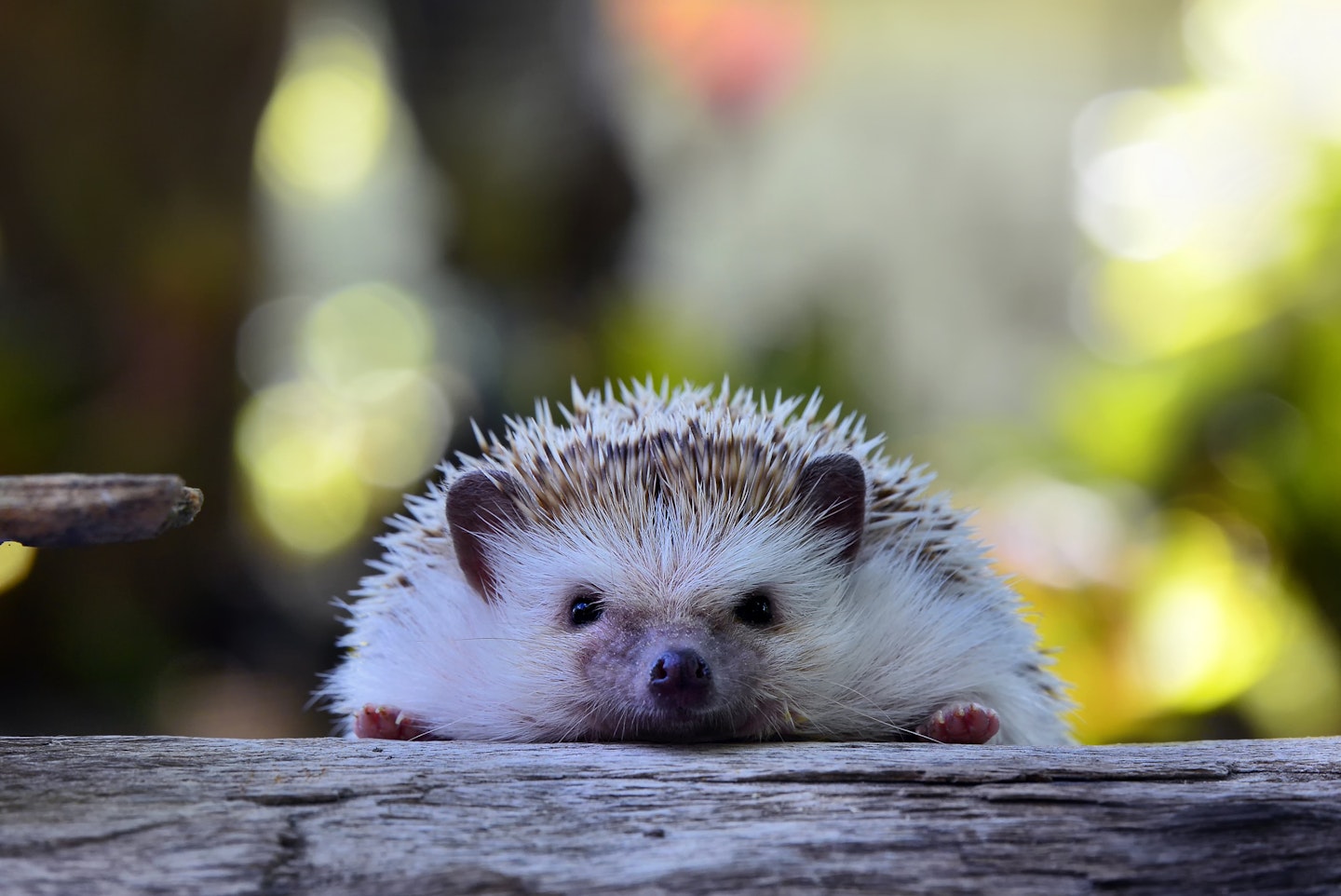 Young hedgehog in natural habitat