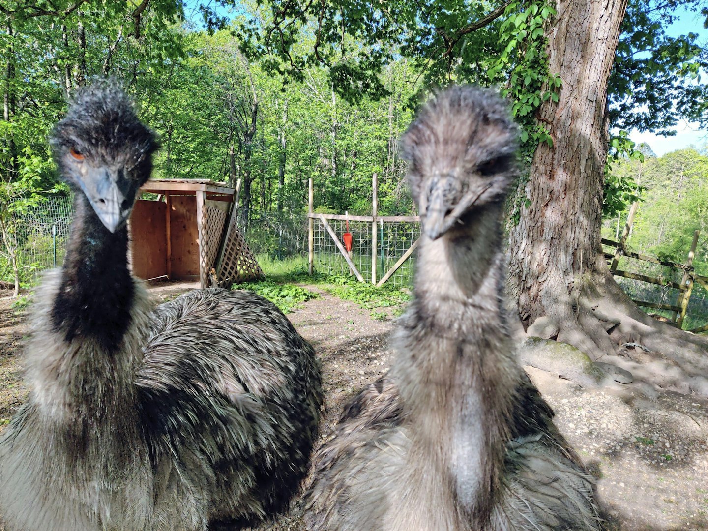 Emu police chase