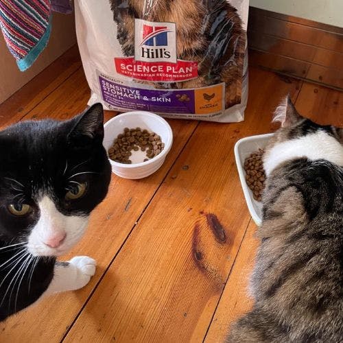 best cat food for stomach problems