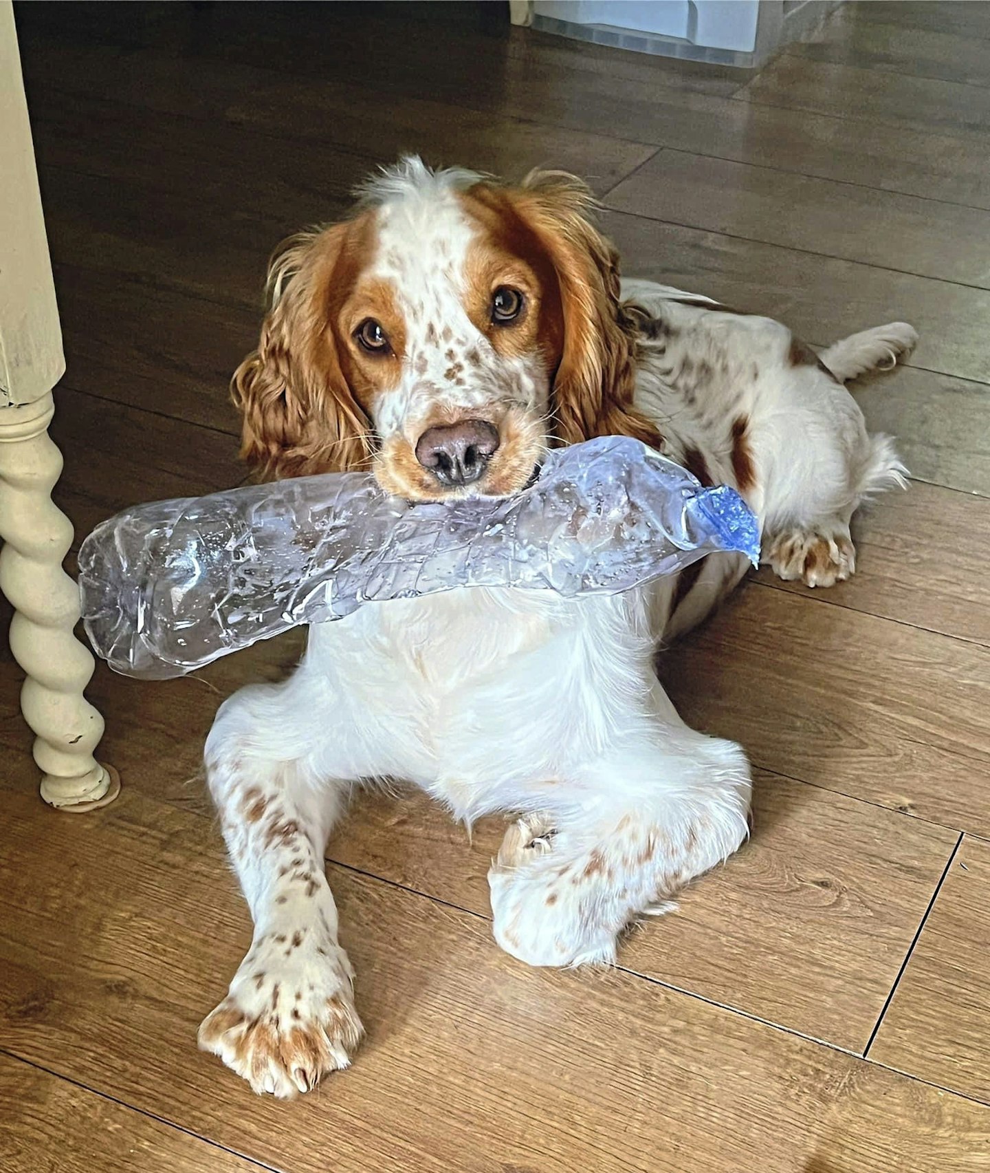 save our spaniel dog with deformed legs