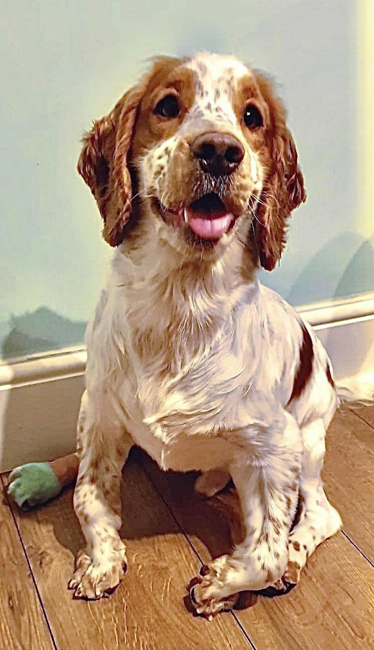 Save our spaniel dog with deformed legs