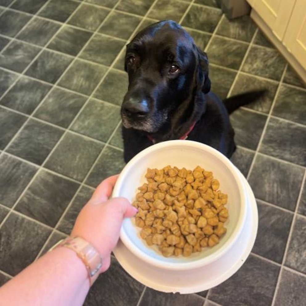 9 best dog foods for weight loss