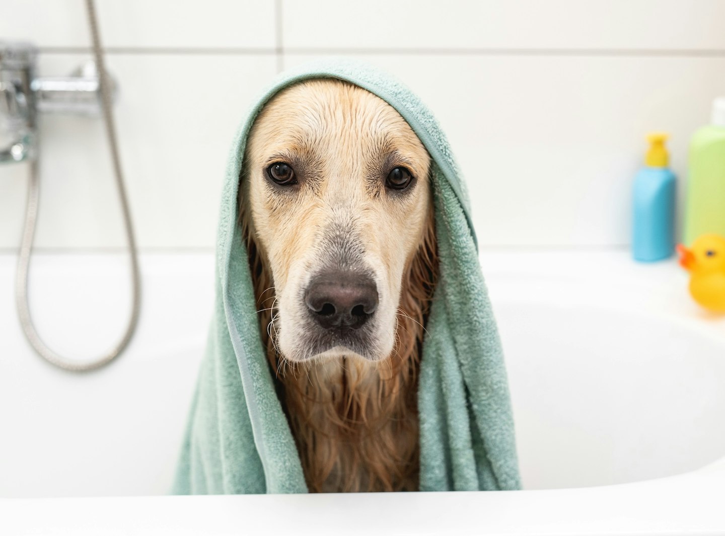 Golden retriever dog under towel in bathtub