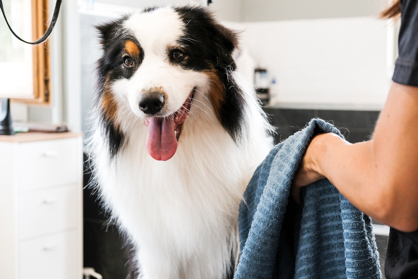 Australian Shepherd At Dog Groomer