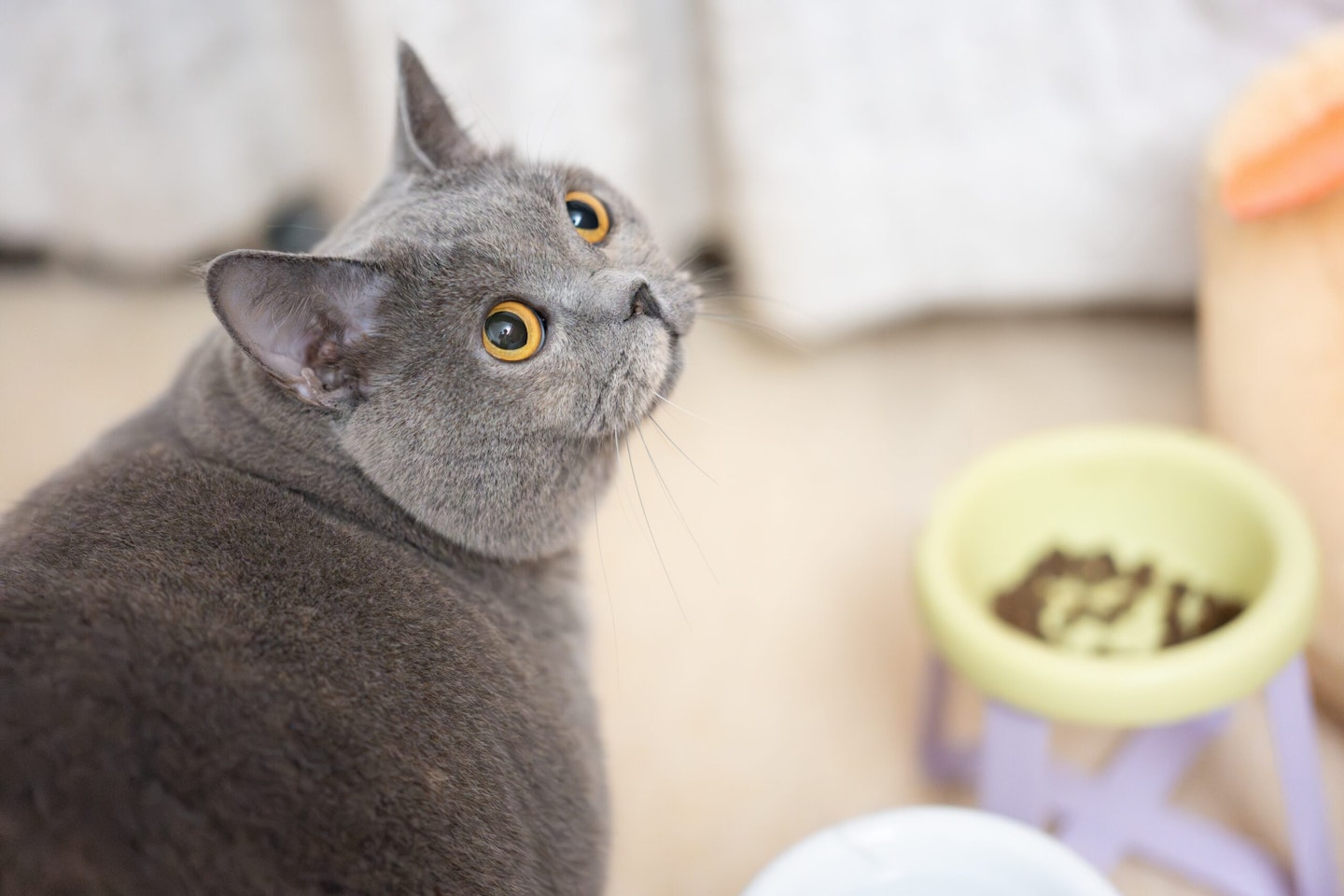 Cat with dry cat food that hedgehogs can eat