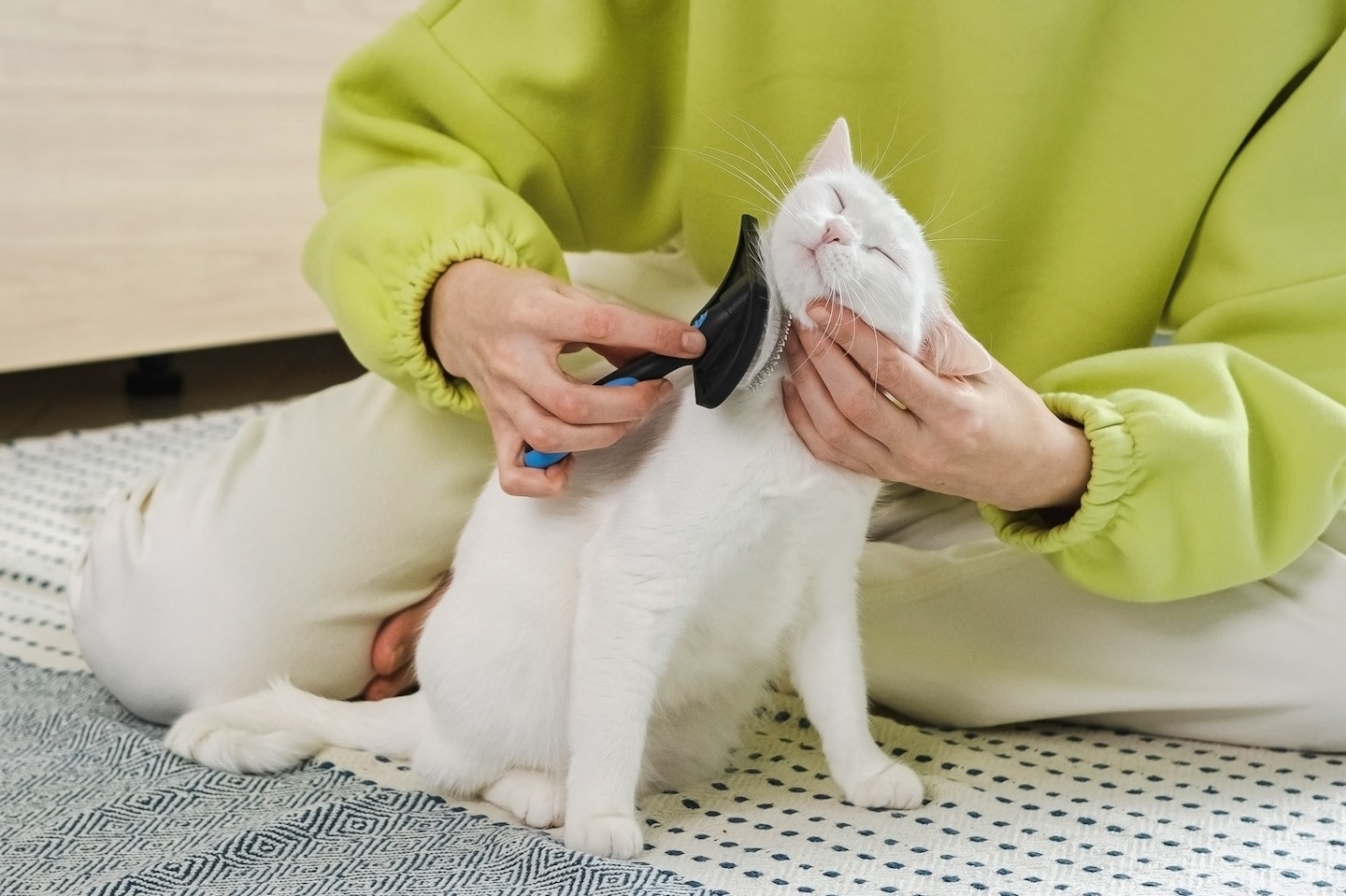 Woman Combing Her Cute White Cat