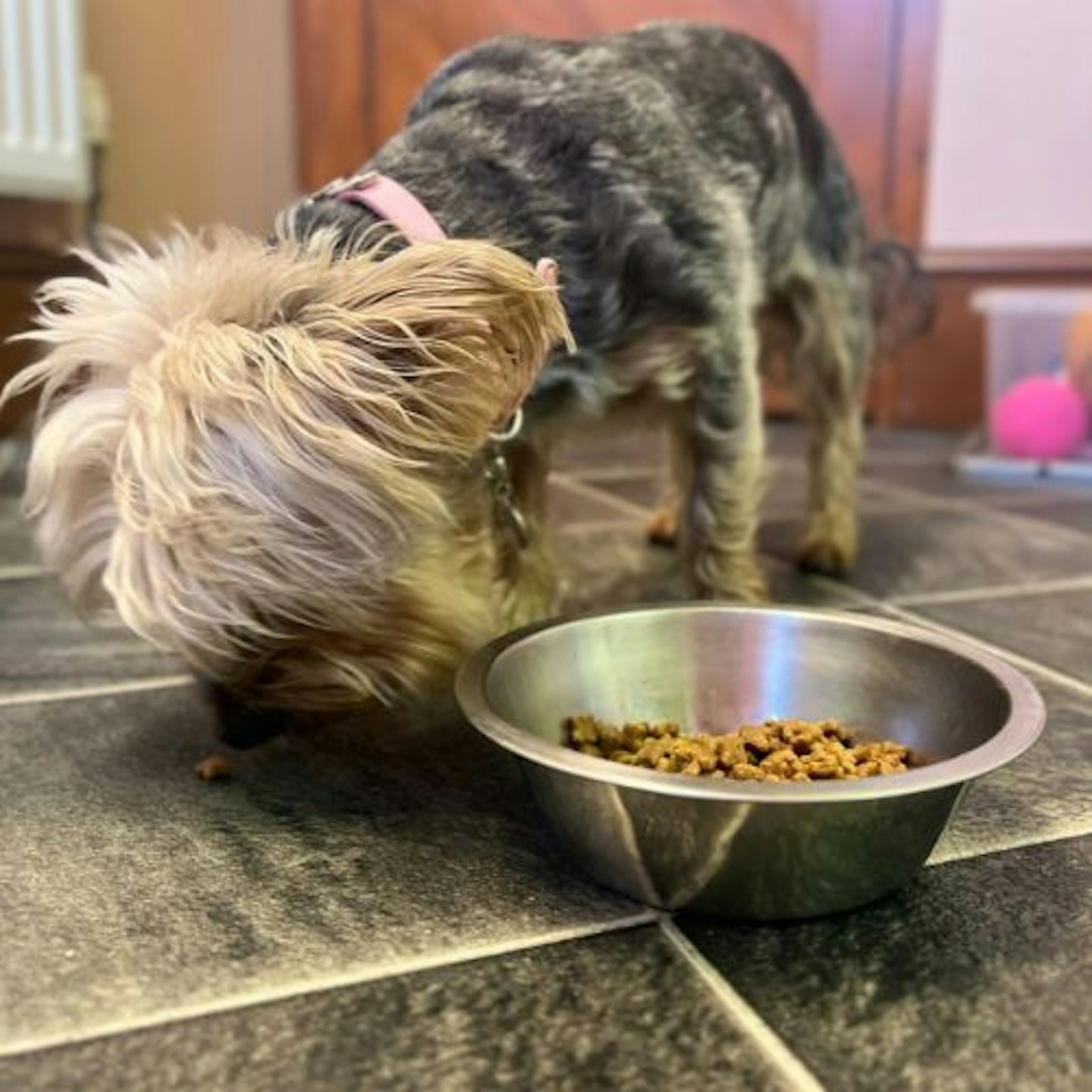 Royal Canin Mini Being Eaten by Gina, Yorkshire Terrier cross