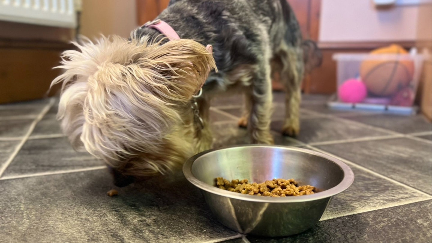 Gina, the Yorkshire Terrier cross, putting Royal Canin Mini Adult to the test for Take a Break Pets.