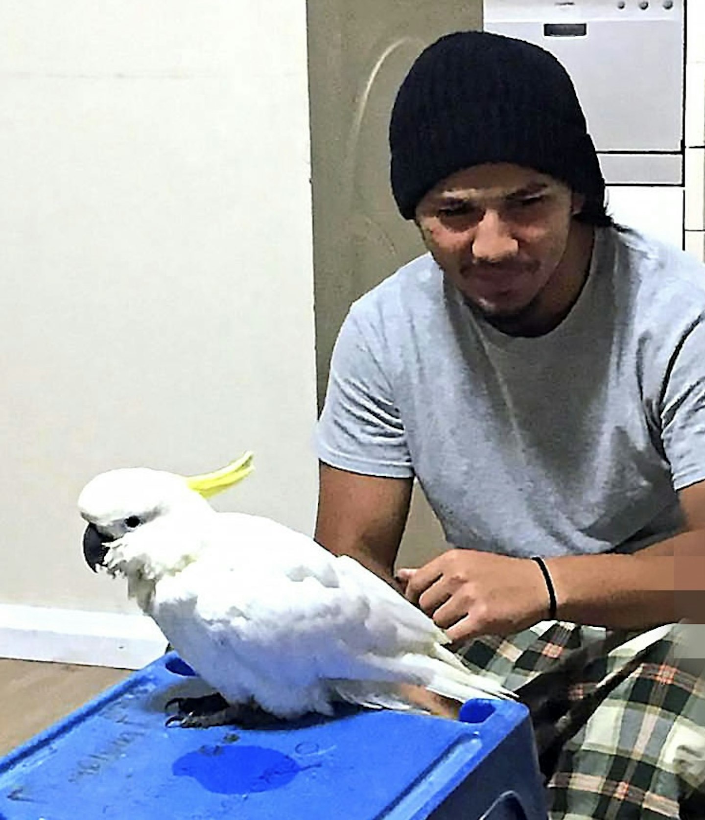 parrot put me in A&E