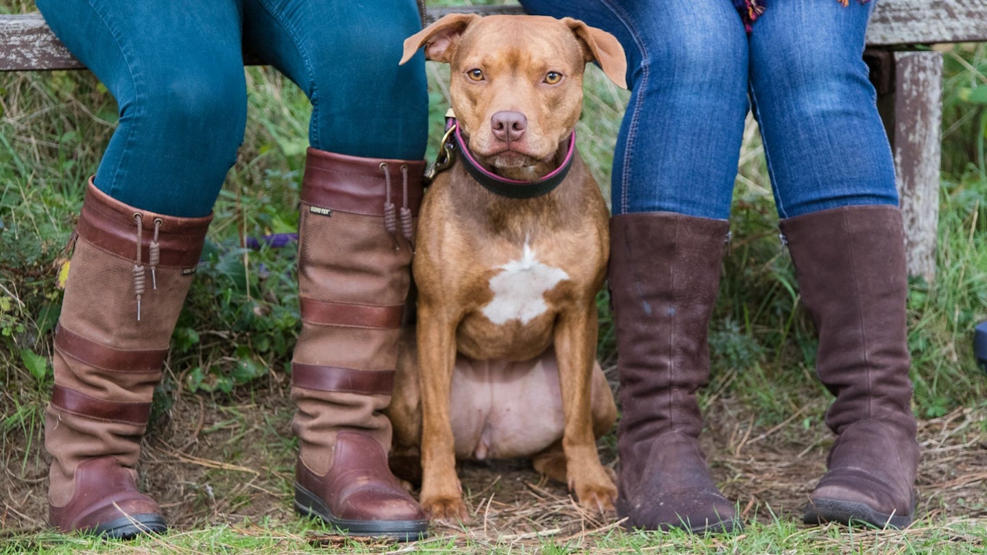 Amber, a 9 year old Staffie-Cross and rescue, owned by Laura Crotch-Harvey, Nutrition Manager at Burns Pet Nutrition