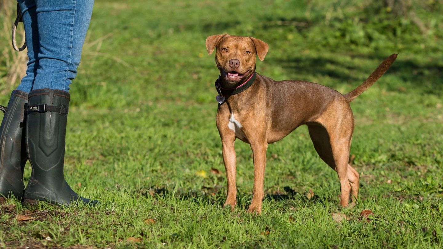 Amber, a 9 year old Staffie-Cross and rescue, owned by Laura Crotch-Harvey, Nutrition Manager at Burns Pet Nutrition