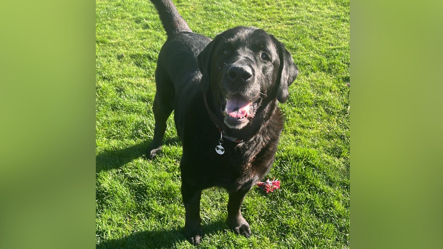 Barney, one of the dogs who had their DNA tested with the Wisdom Panel Dog DNA Tests.