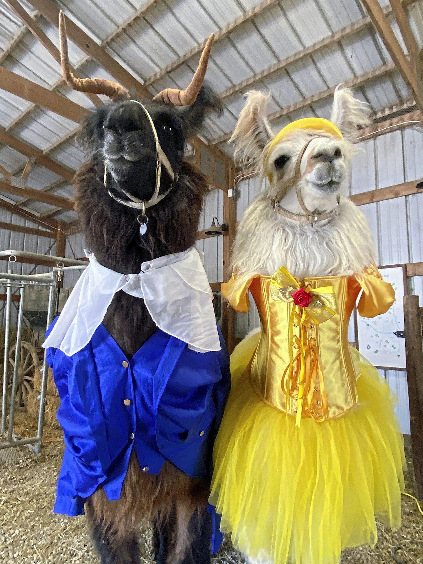 Llamas in costume