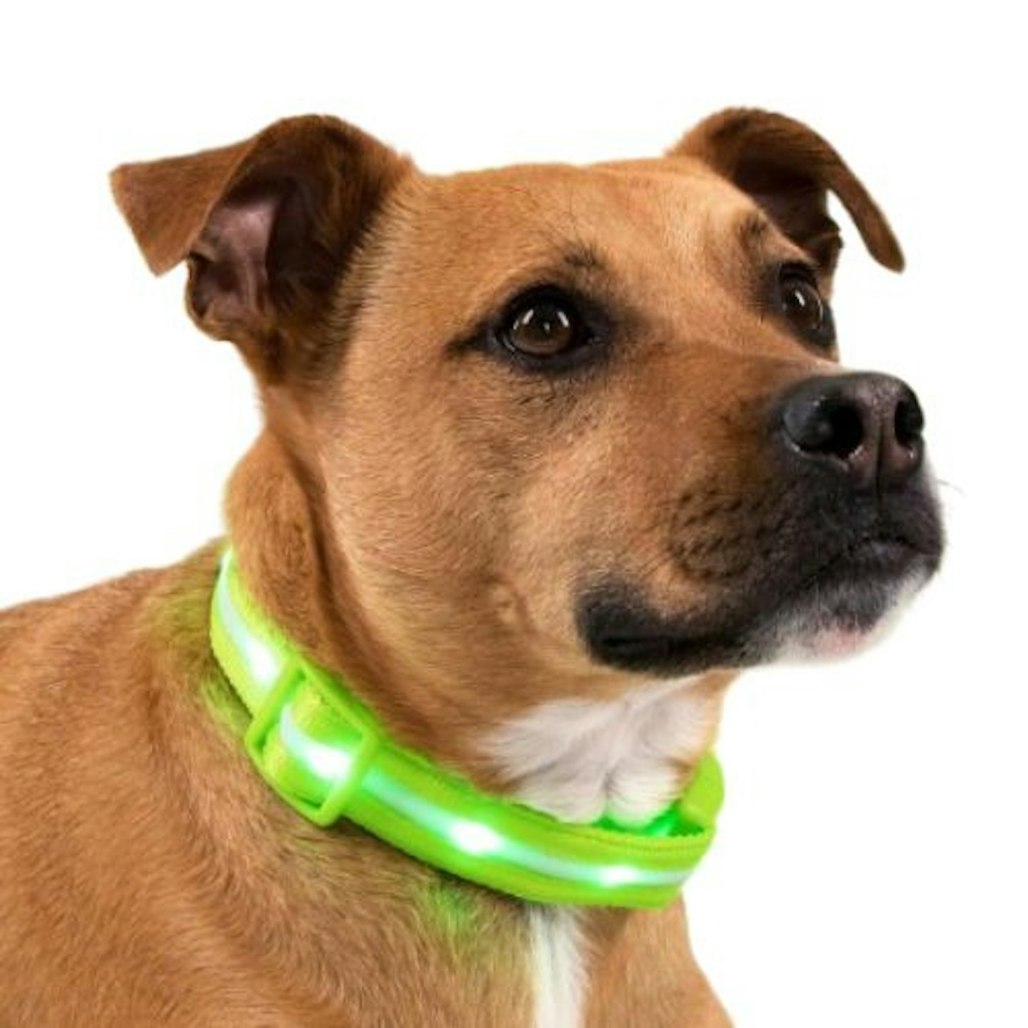 Blazin' Bison Safety LED Dog Collar