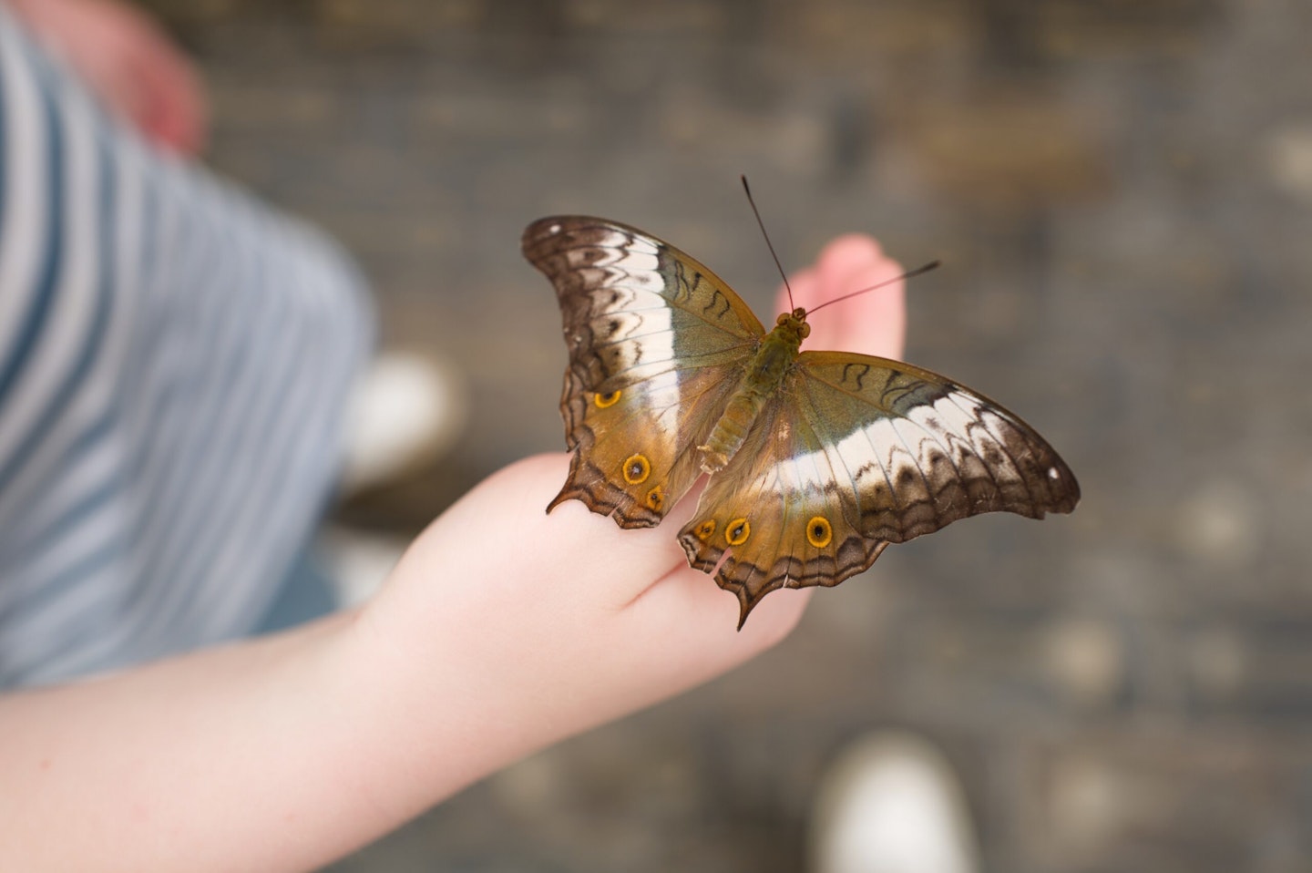 Blenheim Palace Butterfly house reviews