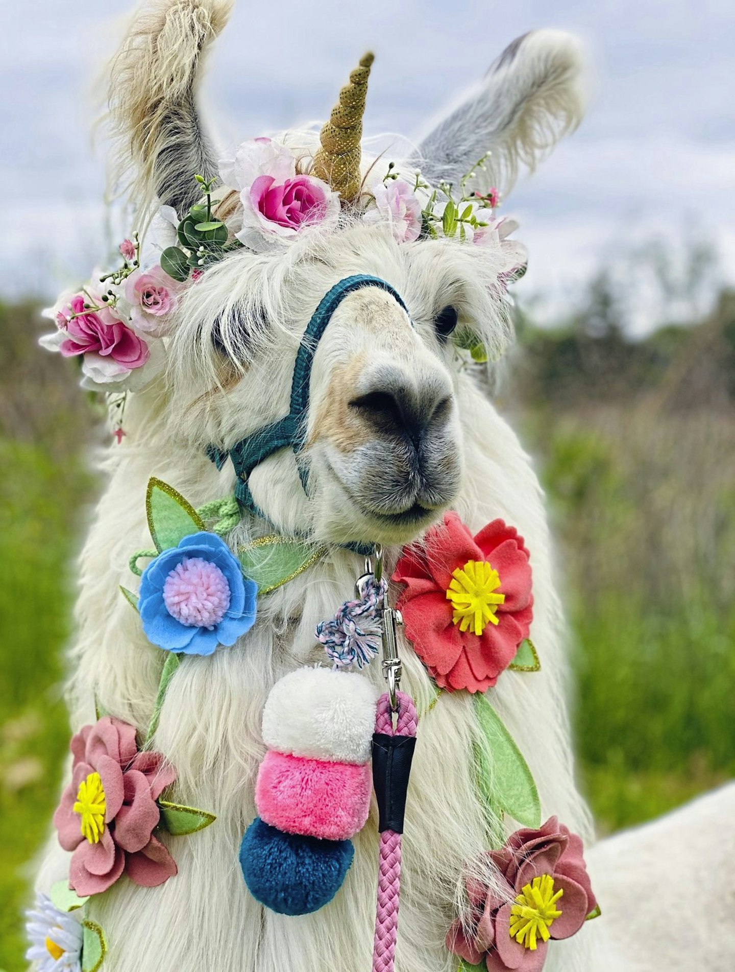 llamas in costume