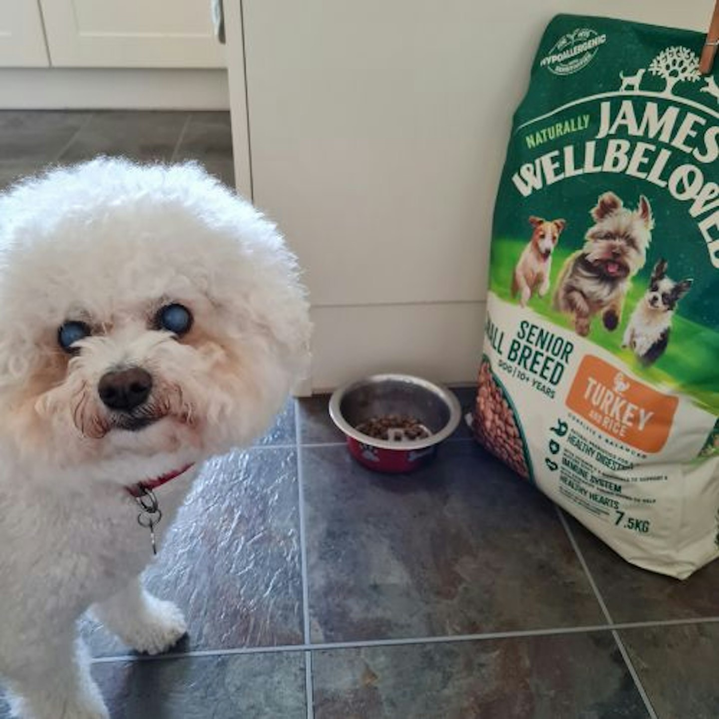 James-Wellbeloved-Grain-Free-Small-Breed-Dry-Dog-Food 