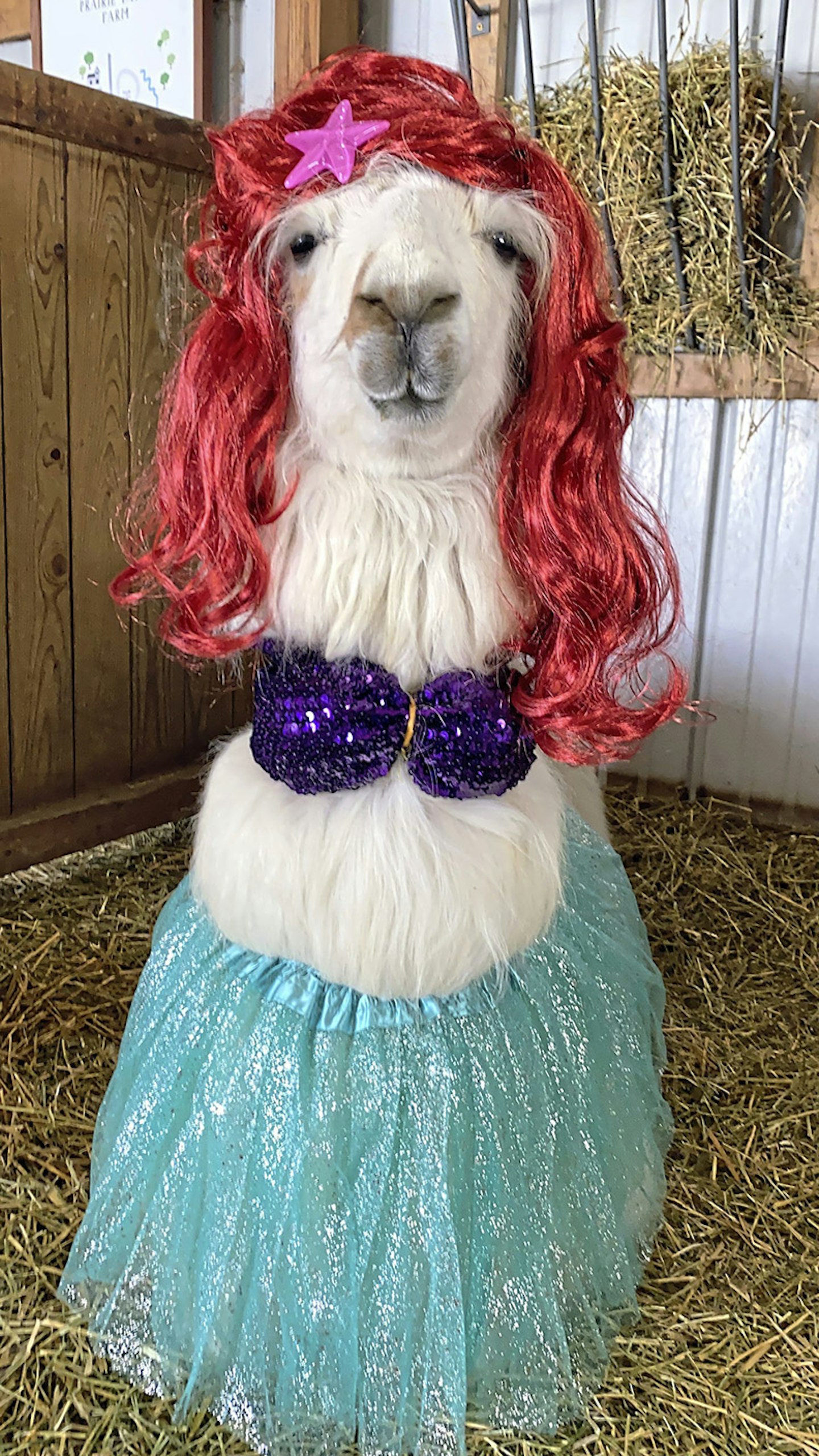 llamas in costumes