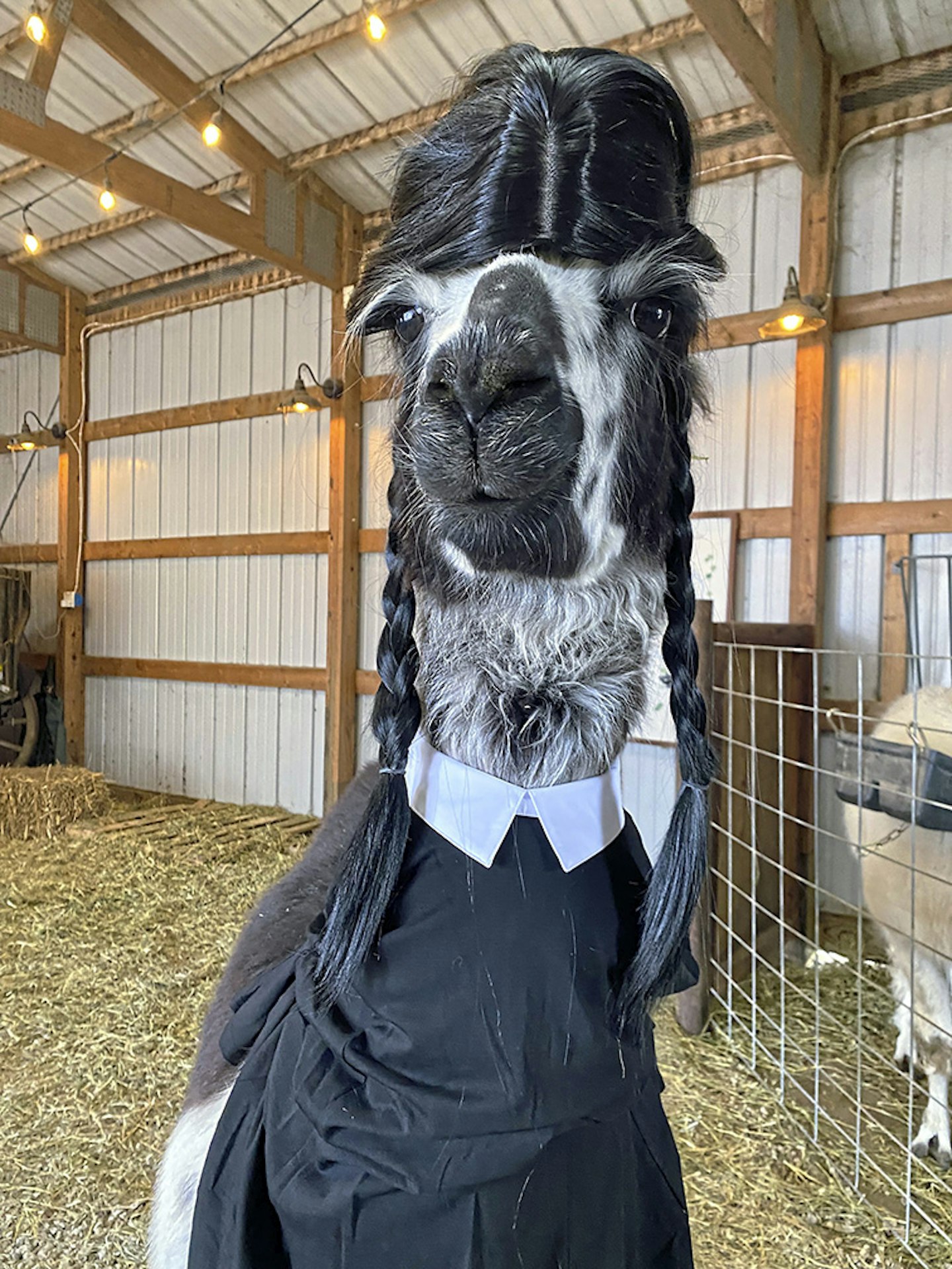 Llamas in costume