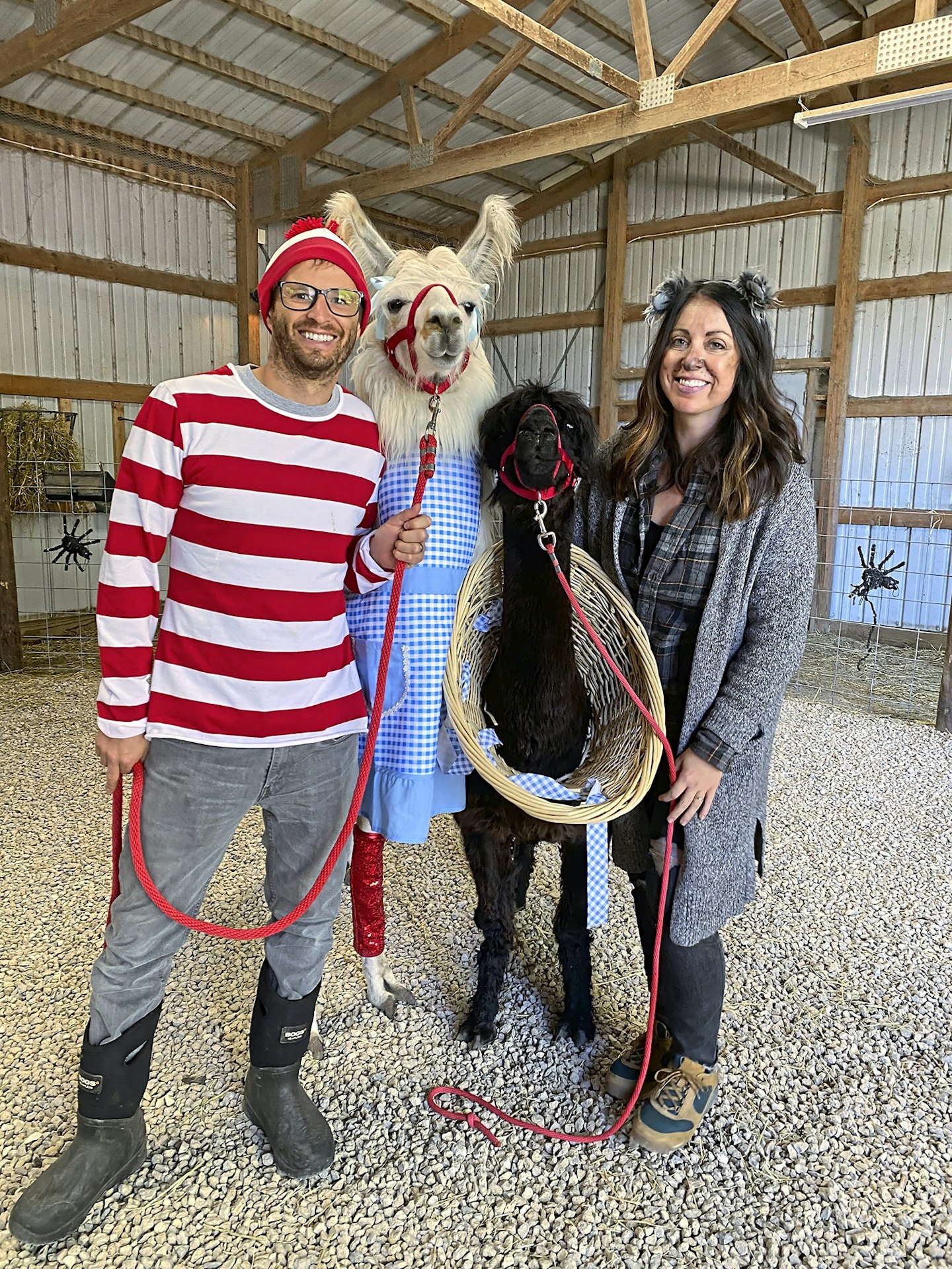 llamas in costume