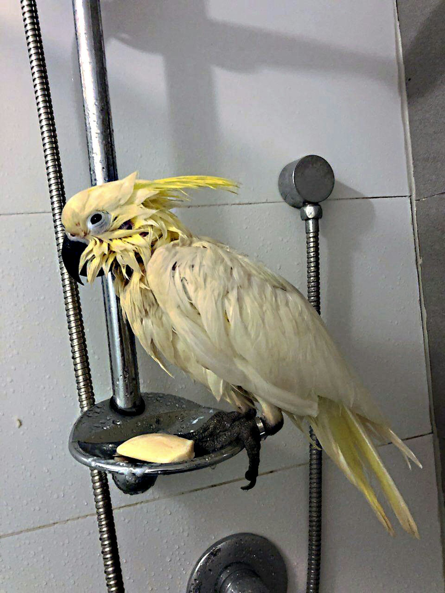 parrot put me in A&E