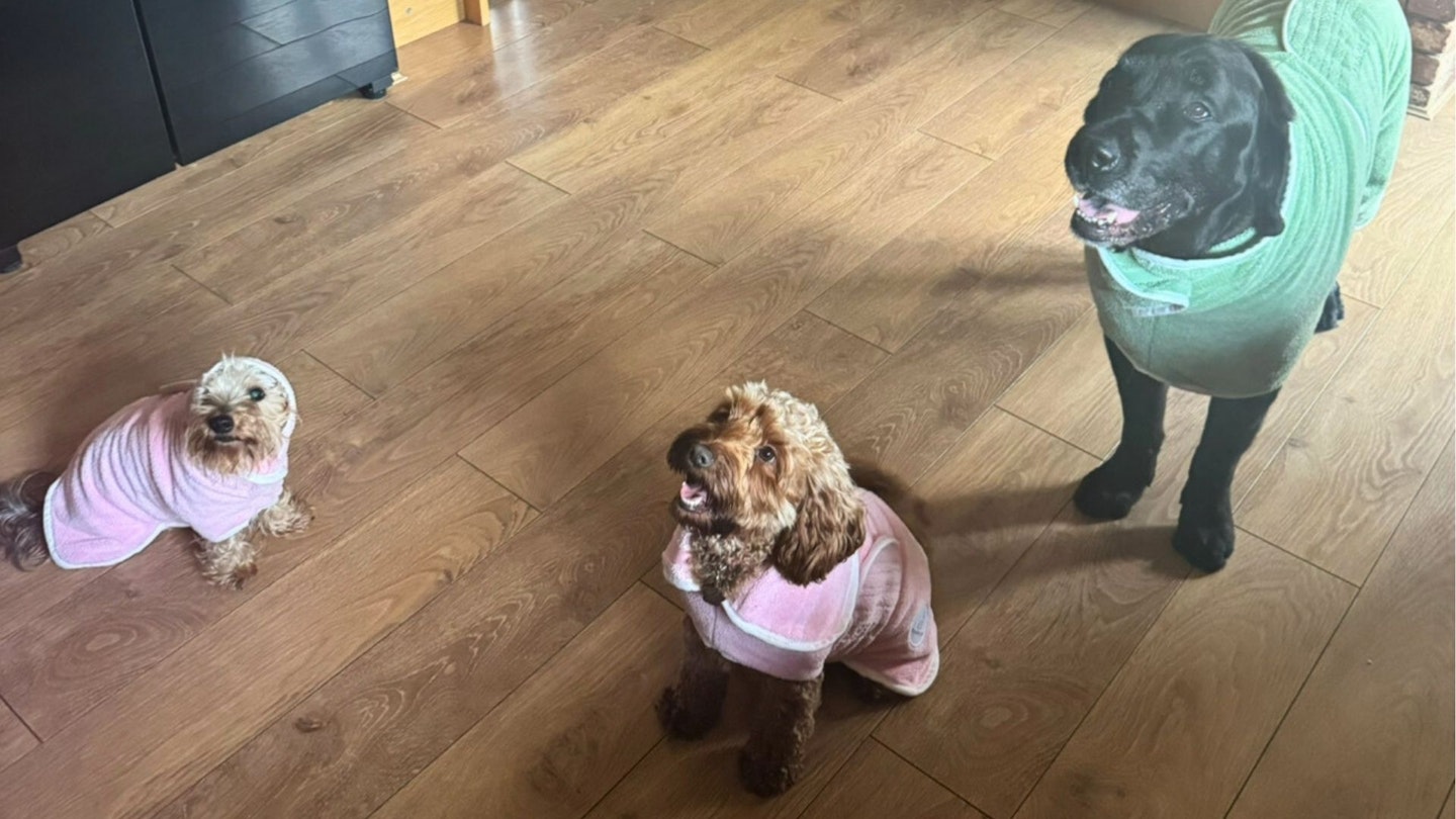 Gina, Bella & Barney trying on their Pastel Pooch Boutique dog drying coats for the first time