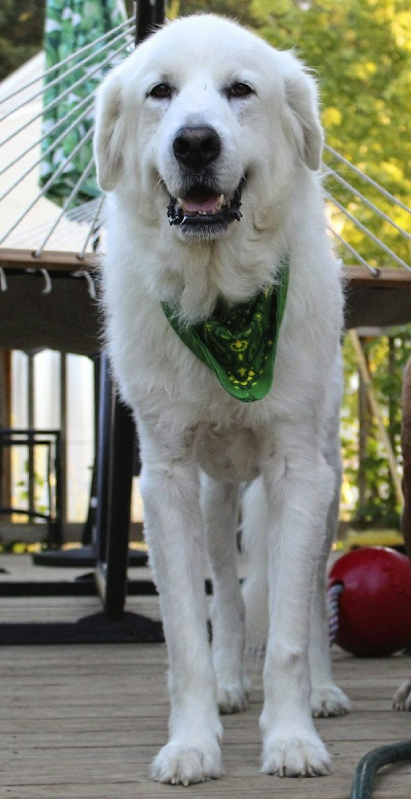 hero foster dog saves family