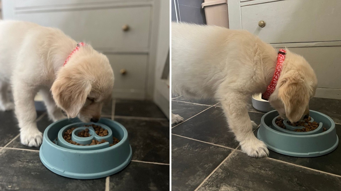 Poppy the puppy chowing down on Harringtons Dry Puppy Food.