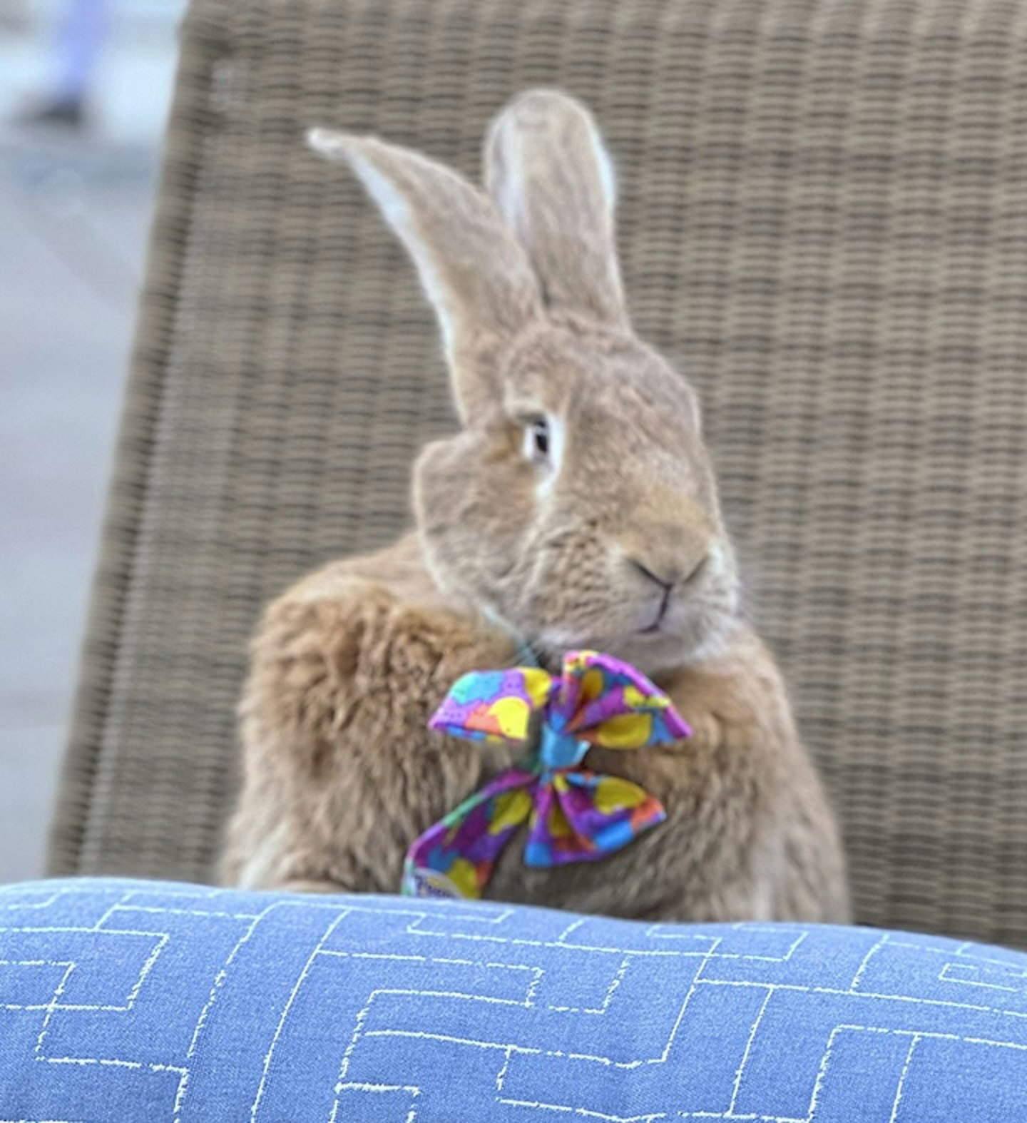 Therapy bunny