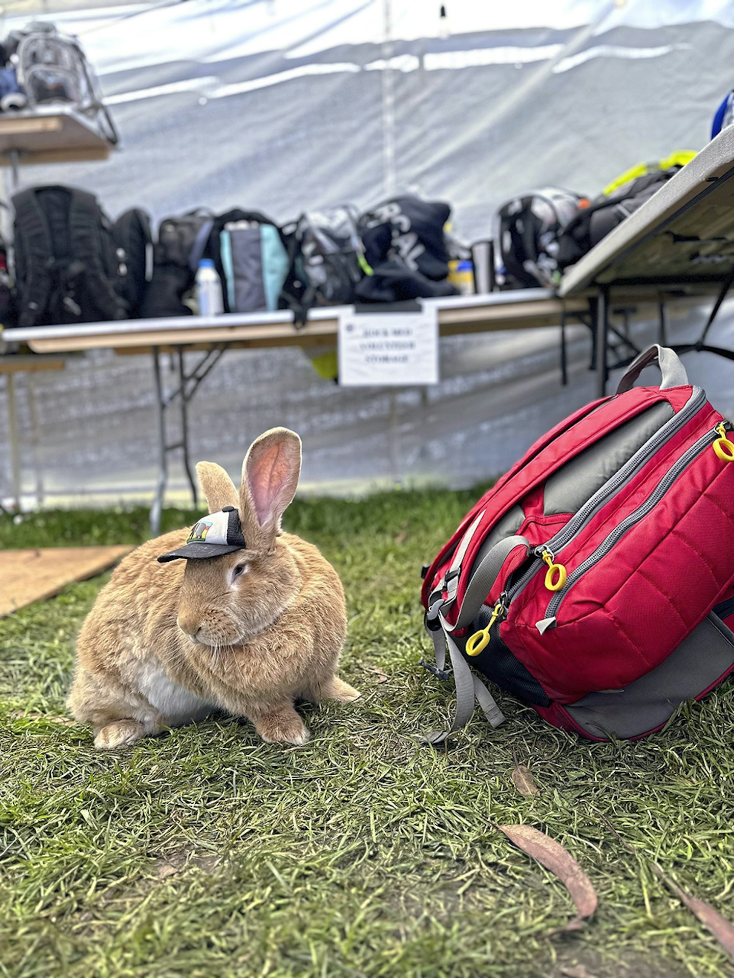 Therapy bunny