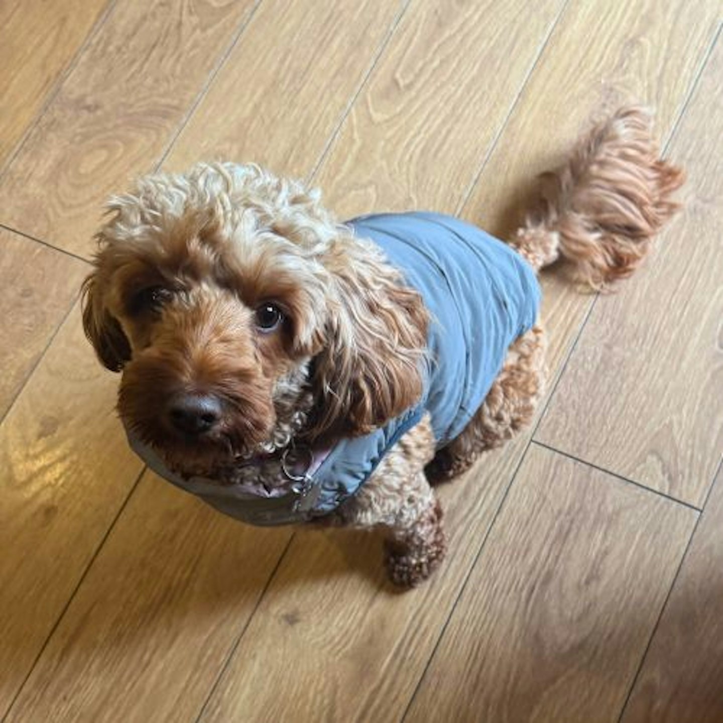 Tried & Tested by Rosie Floyd and Bella the Cockapoo: Fetch Padded Dog Coat