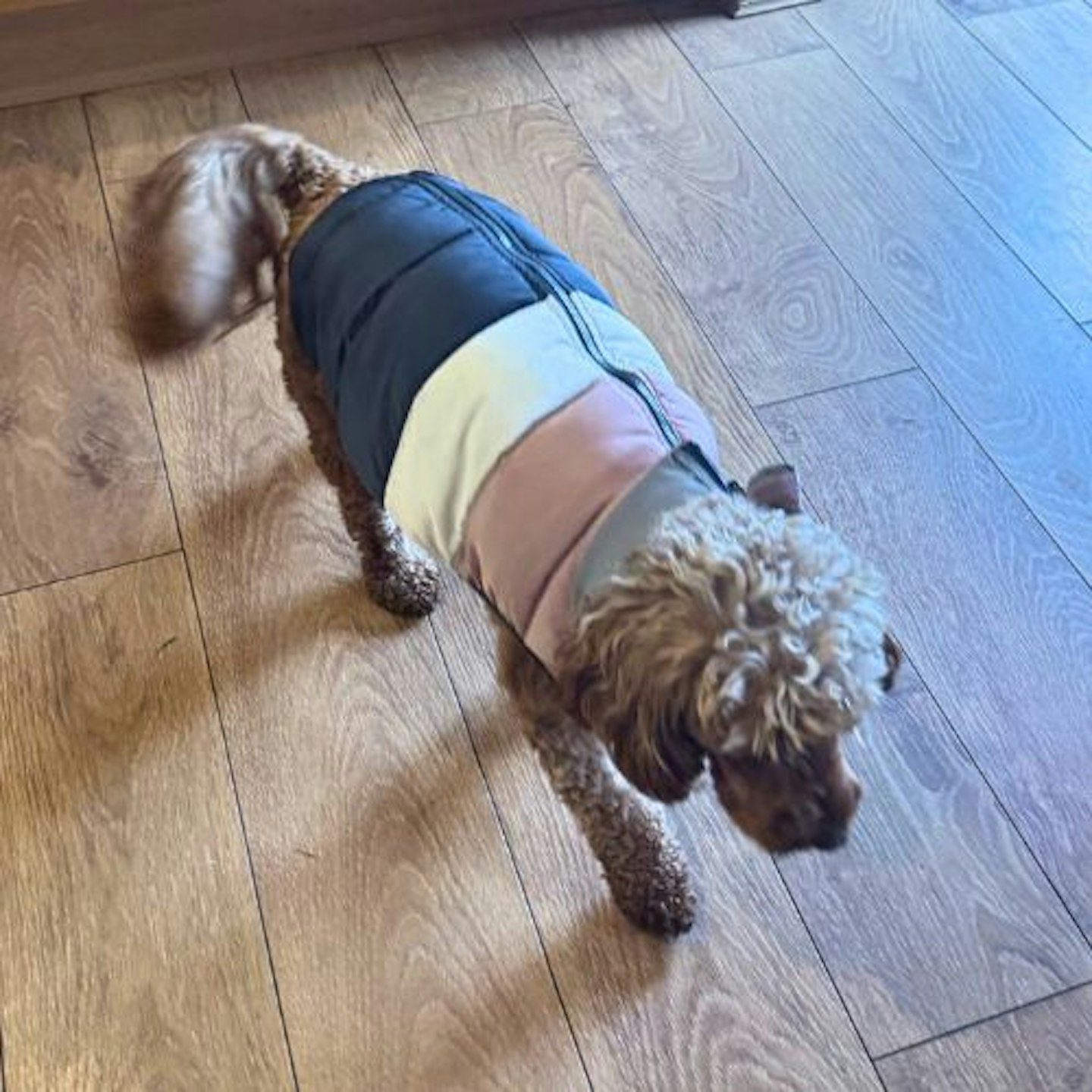 Tried & Tested by Rosie Floyd and Bella the Cockapoo: Fetch Padded Dog Coat