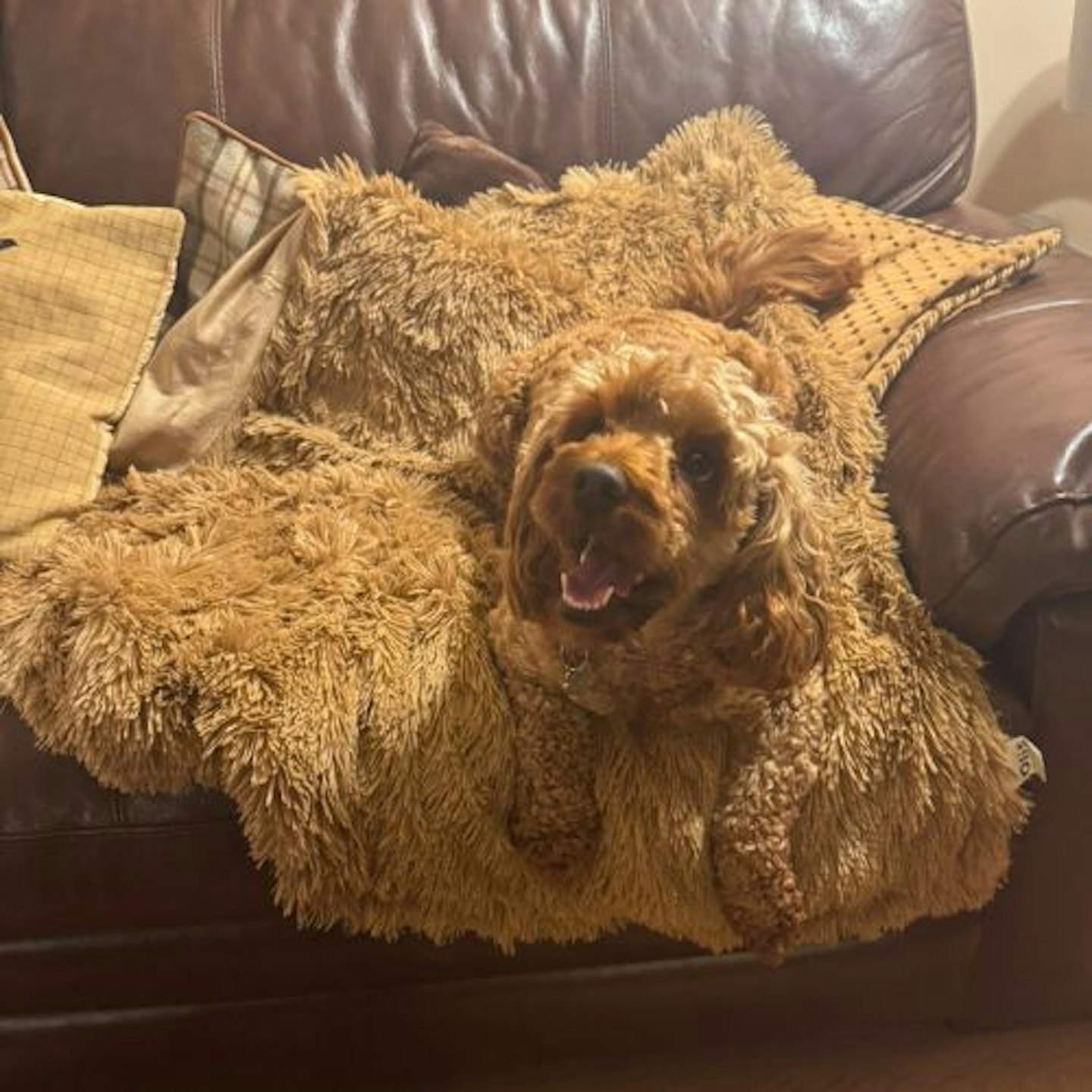 Tried & Tested by Rosie Floyd & Bella: OHS Pet Calming Fluffy Throw