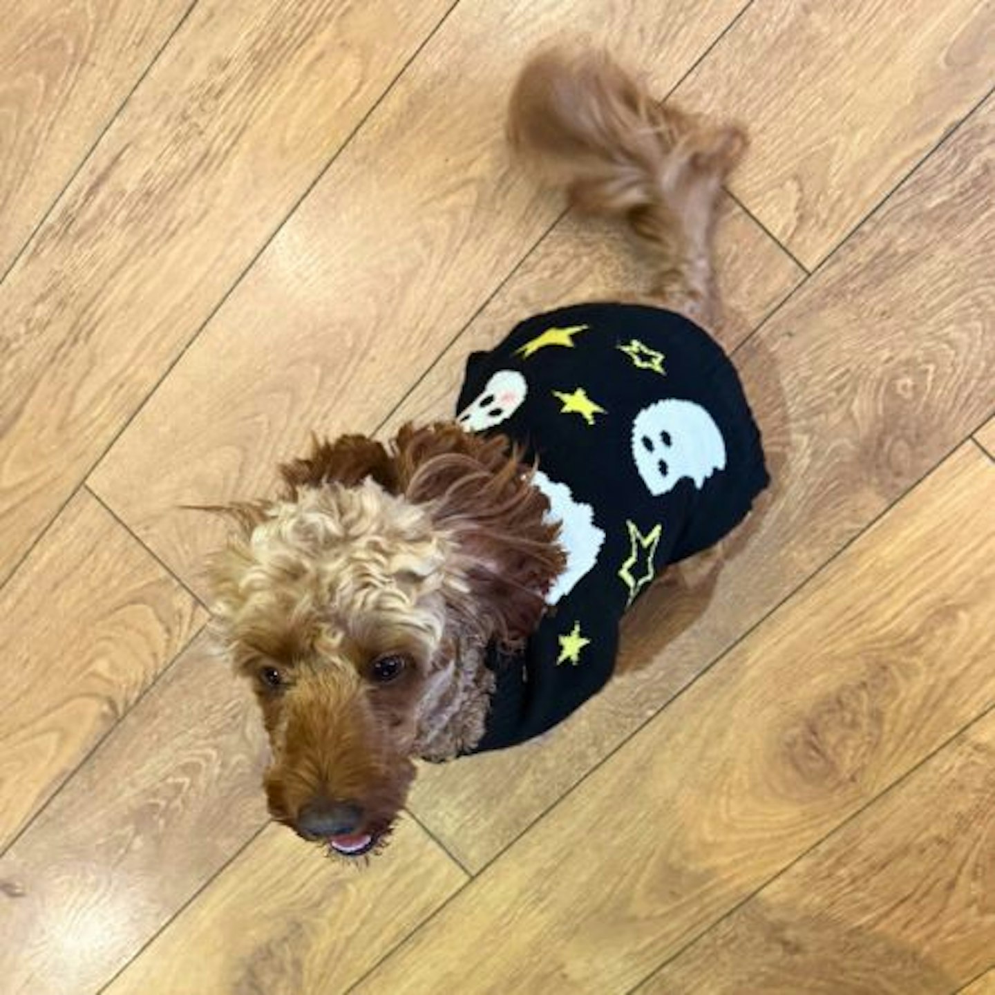 Pets at Home Halloween Ghoulish Ghosts Dog Jumper