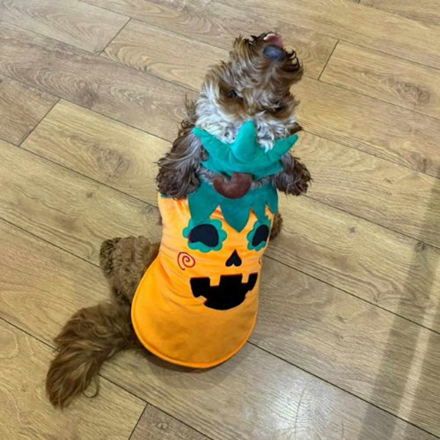 Tried & Tested by Rosie Floyd and Bella: Pets at Home Halloween Pumpkin Dog Costume