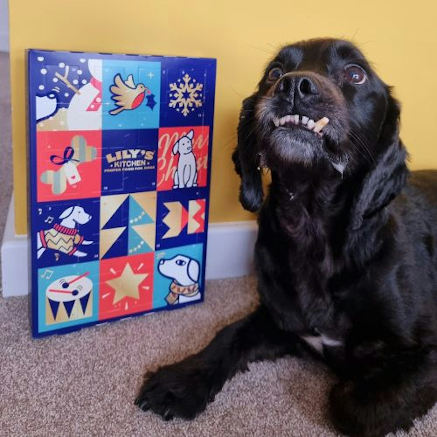 Tried & Tested by Natalie Corner & Dash: Lily's Kitchen Advent Calendar for Dogs