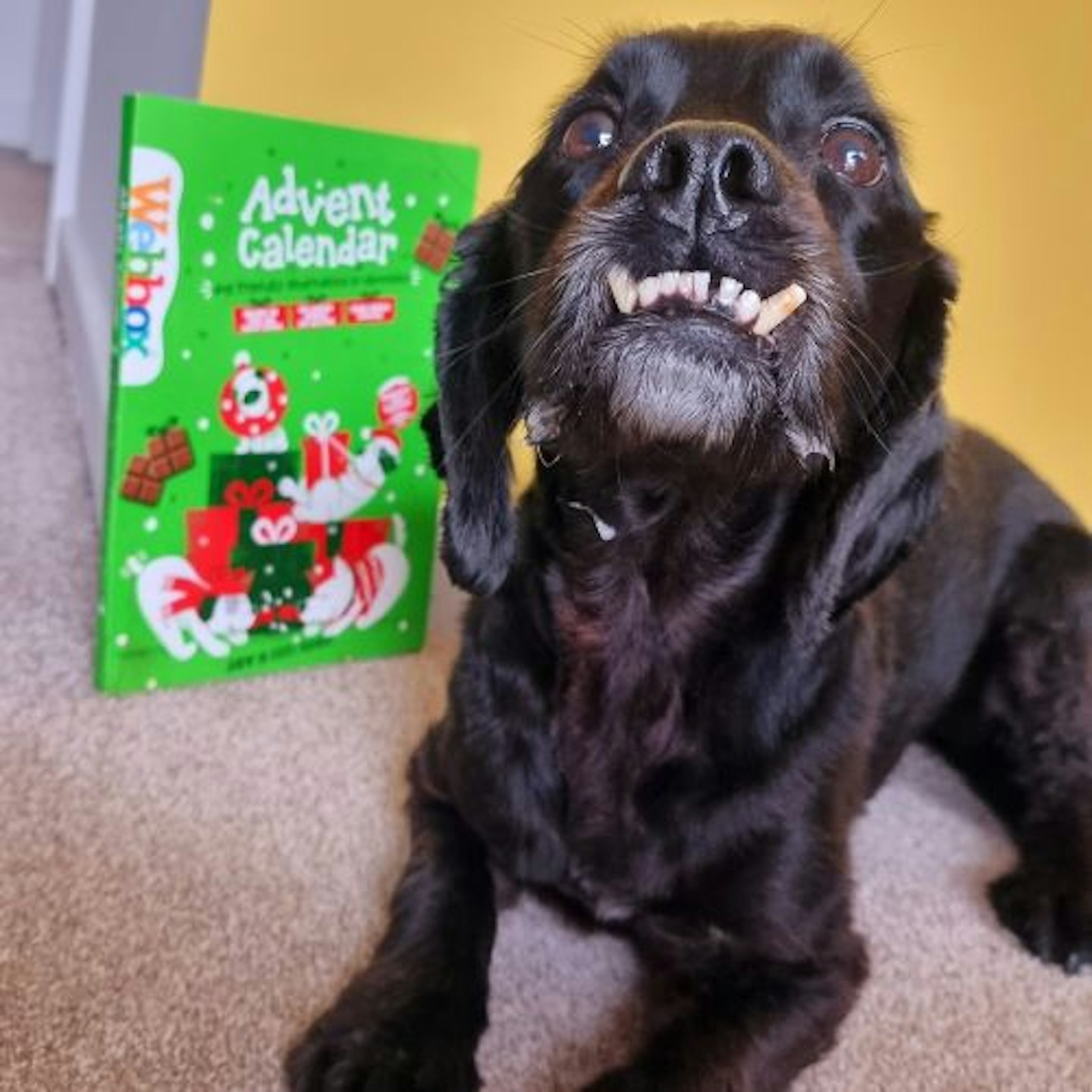 Tried & Tested by Natalie Corner & Dash: Webbox Dog Safe Chocolate Advent Calendar