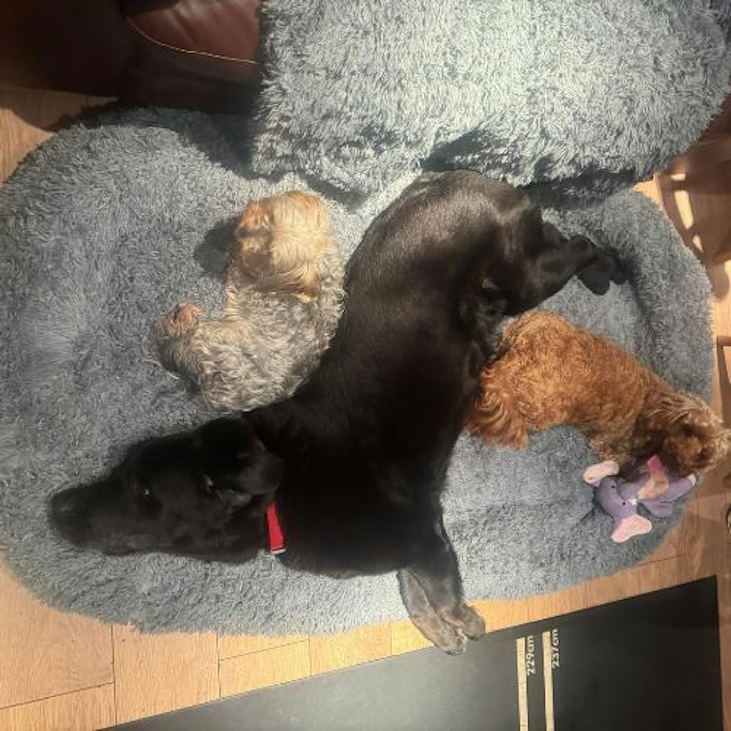 Tried & Tested by Rosie Floyd and her three dogs, Gina, Barney & Bella: Silentnight Snuggle Pod