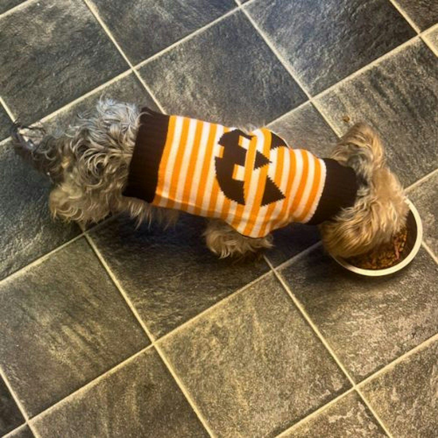 Tried & Tested by Rosie Floyd & Gina: Pets at Home Halloween Jack O Lantern Dog Sweater