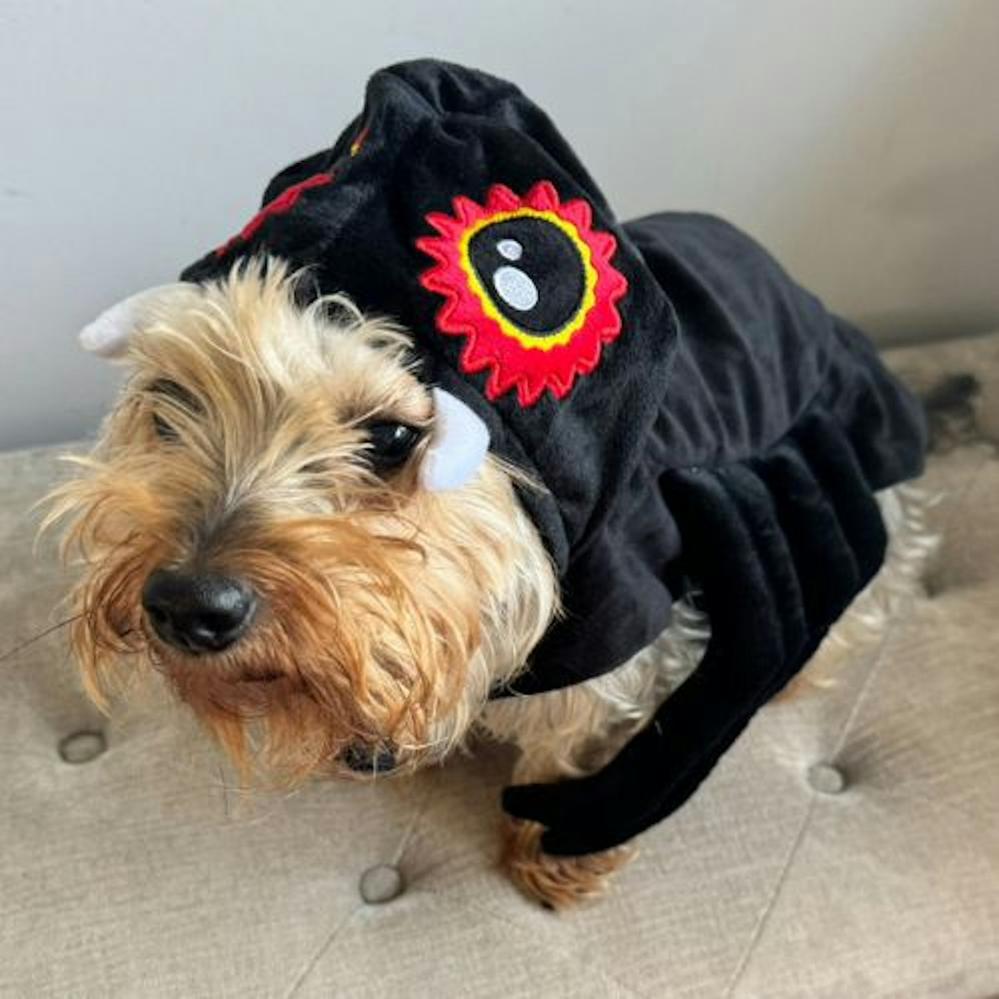 Tried and Tested by Rosie Floyd & Gina: Pets at Home Halloween Spider Dog Costume