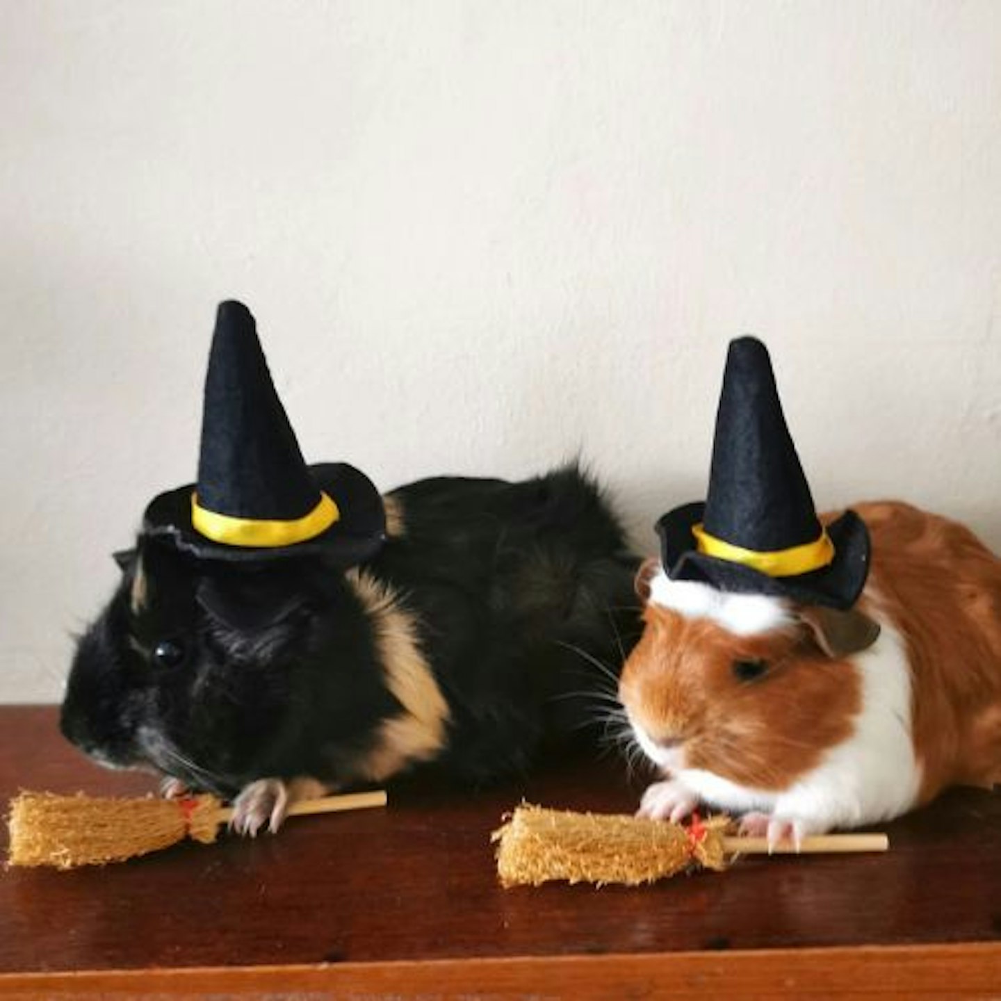 Hatcrafters Guinea Pig Witch Hats