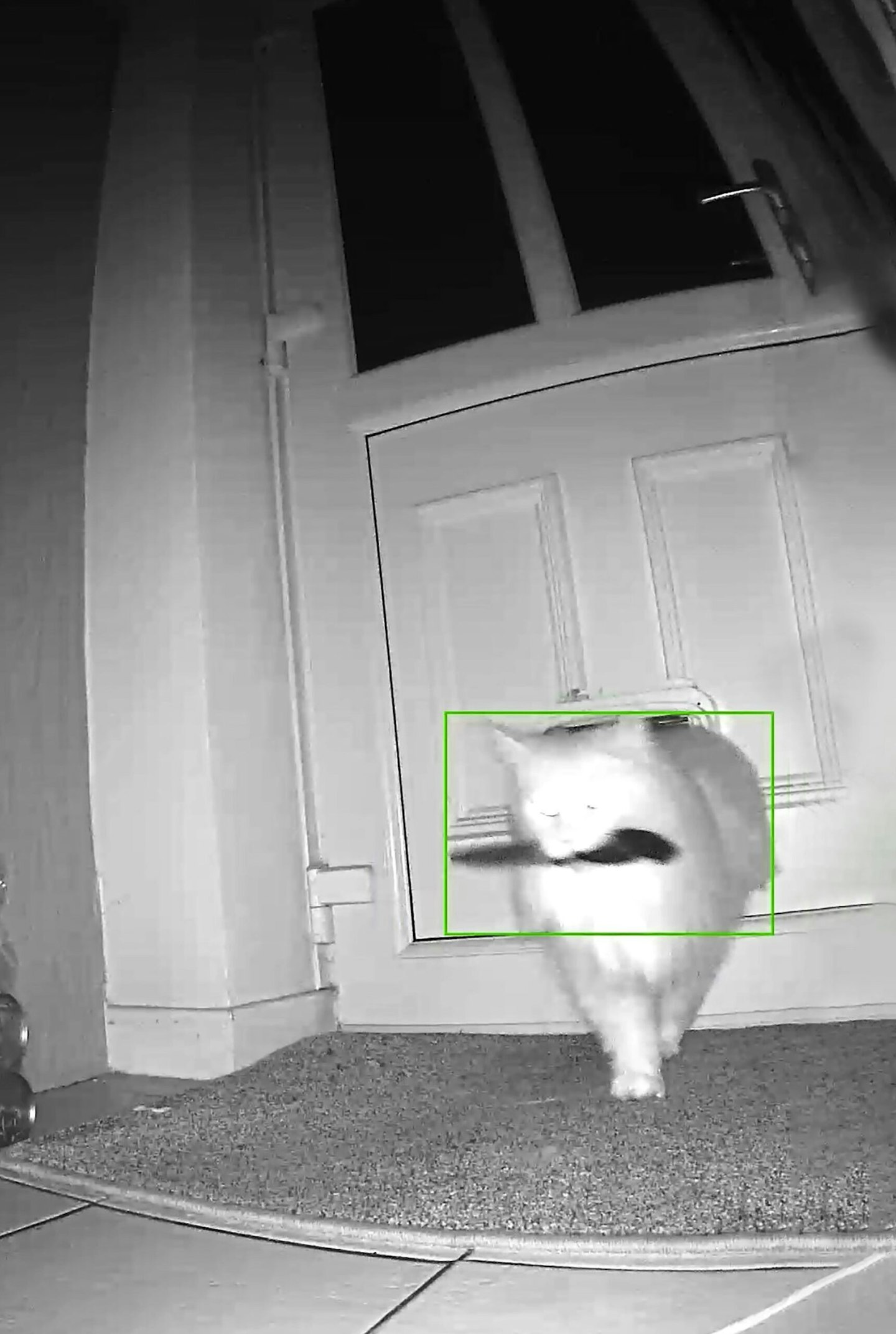 Thieving knife cat