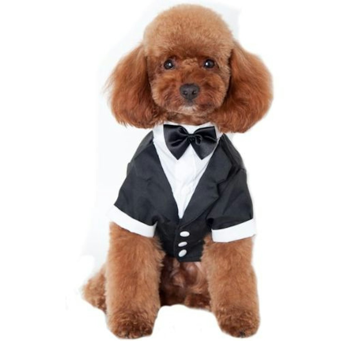 Keysui Black Dog Tuxedo Suit