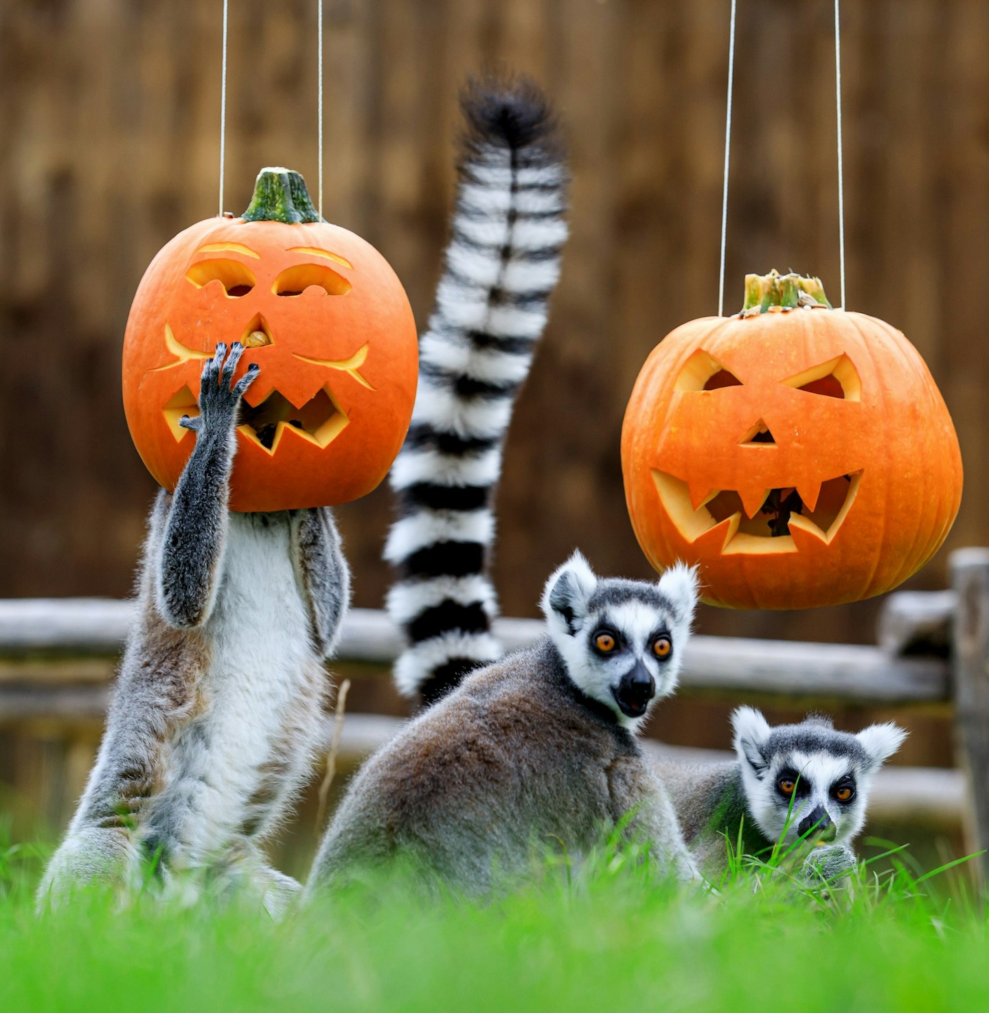 Halloween family days out
