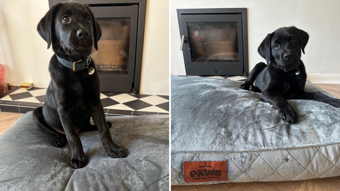 Slumberdown Dog Bed Large Washable and Todd the Labrador puppy who is testing it