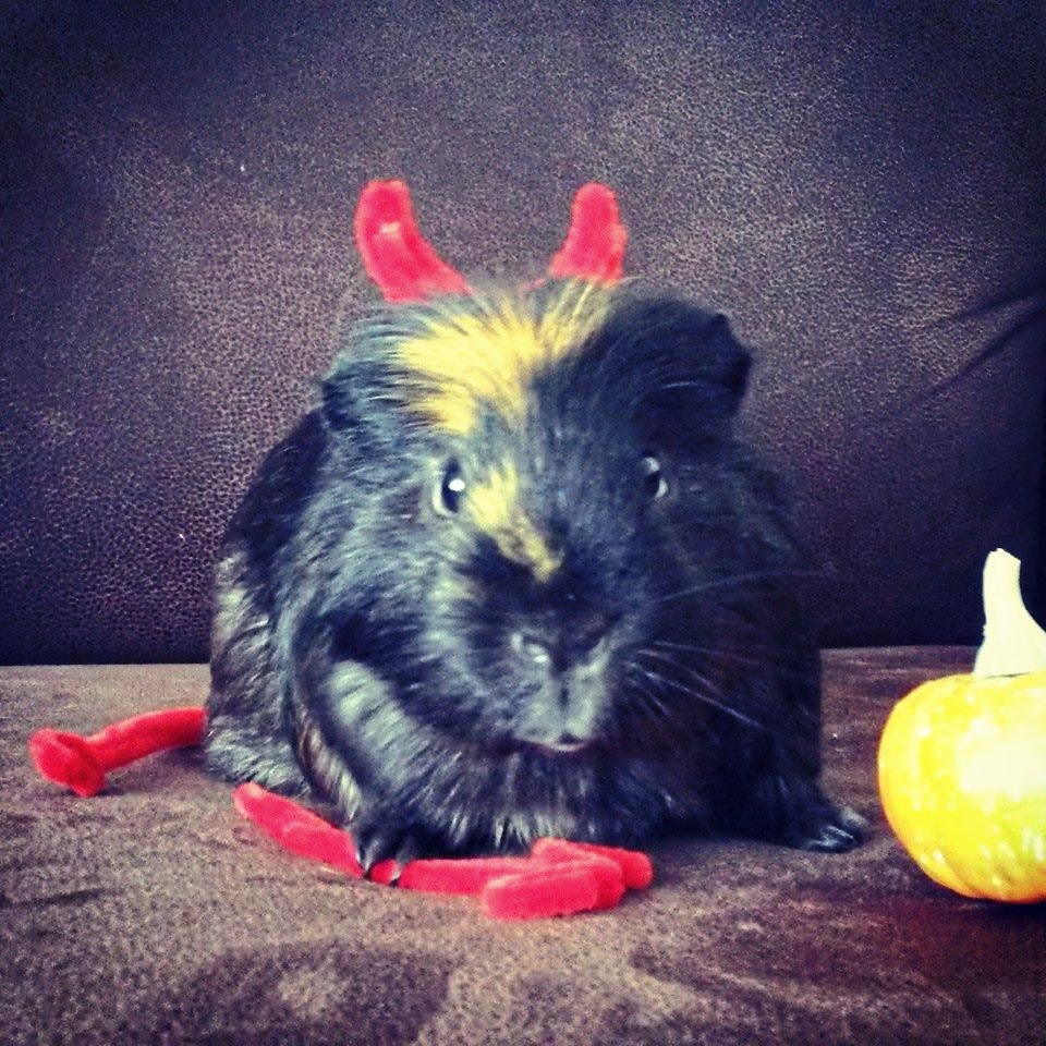 devil guinea pig