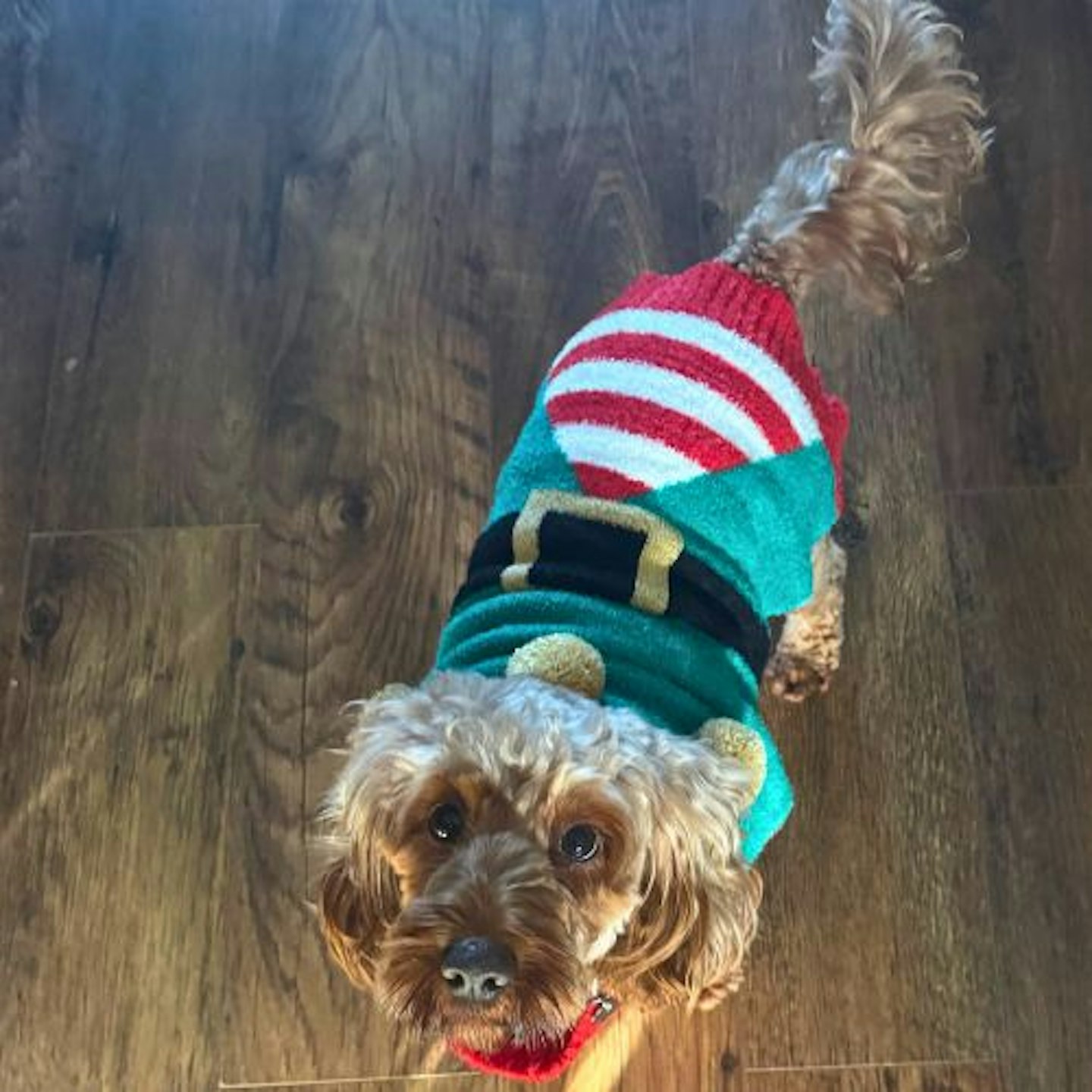 Tried & Tested by Rosie Floyd & Bella the Cockapoo: Pets at Home Christmas Elf Pom Pom Dog Jumper