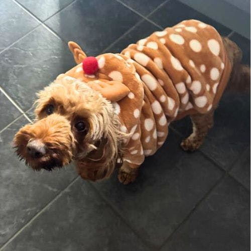 Pets at home dog christmas jumper best sale